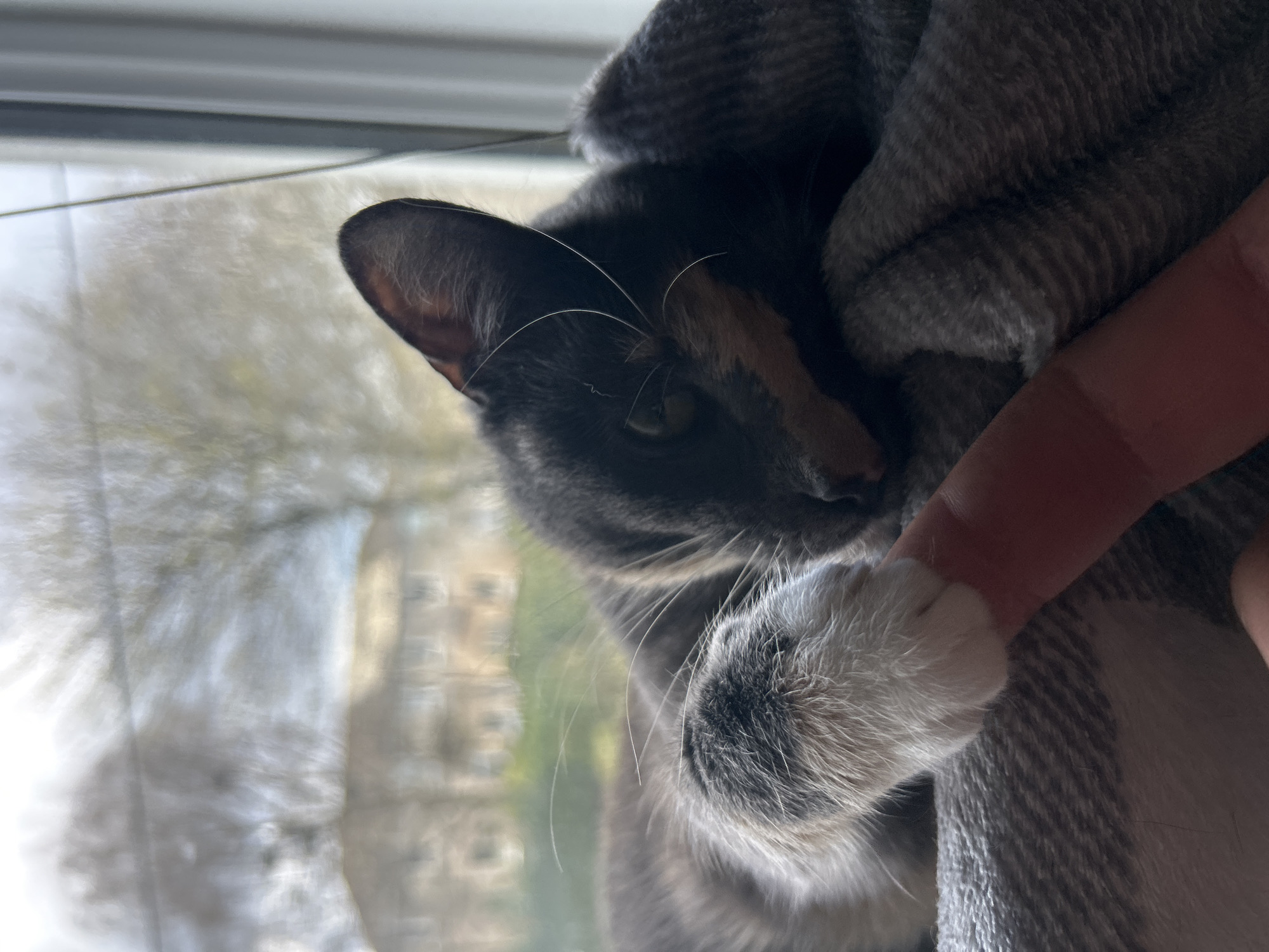 A grey and orange cat is resting near a window covered by a grey blanket. The cat’s paw is resting on a person’s finger, possibly in a gentle hold. The window shows an out-of-focus view of a building and trees. No specific details indicate the location is Glasgow, United Kingdom.