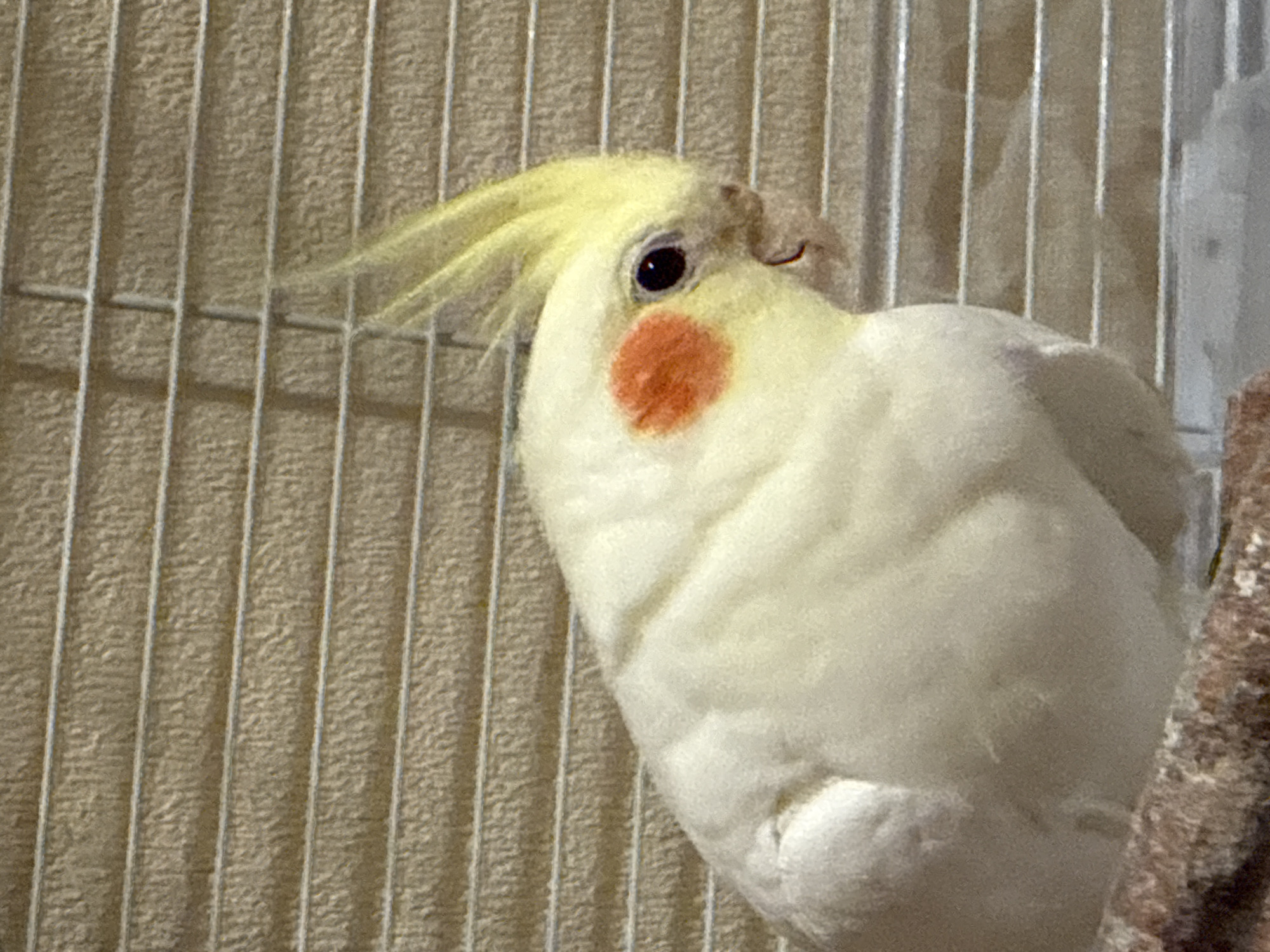 The image displays a single cockatiel (Nymphicus hollandicus) positioned on a perch inside a cage. The bird presents primarily white or very pale yellow body plumage with a distinctive bright yellow crest and prominent circular orange cheek patches located beneath its dark eyes. Its beak is a light, pale color. The cockatiel faces to the right, with its head slightly turned towards the viewer, and its crest feathers are erect.
The immediate environment consists of the birdcage, characterized by horizontal and some vertical metal bars visible both behind and partially in front of the bird. Below the bird, a segment of a rough, reddish-brown perch or branch is visible in the lower left portion of the frame. The background, visible through the cage bars, features a light brown or beige textured surface, possibly a wall or window blinds, displaying a horizontal striped or grooved pattern with an irregular texture.
The lighting appears to originate from the front, illuminating the bird and its immediate surroundings. The image does not contain any identifiable information regarding its geographical location, and therefore, its presence in the city of Moscow, Russia, cannot be determined from the visual evidence provided.