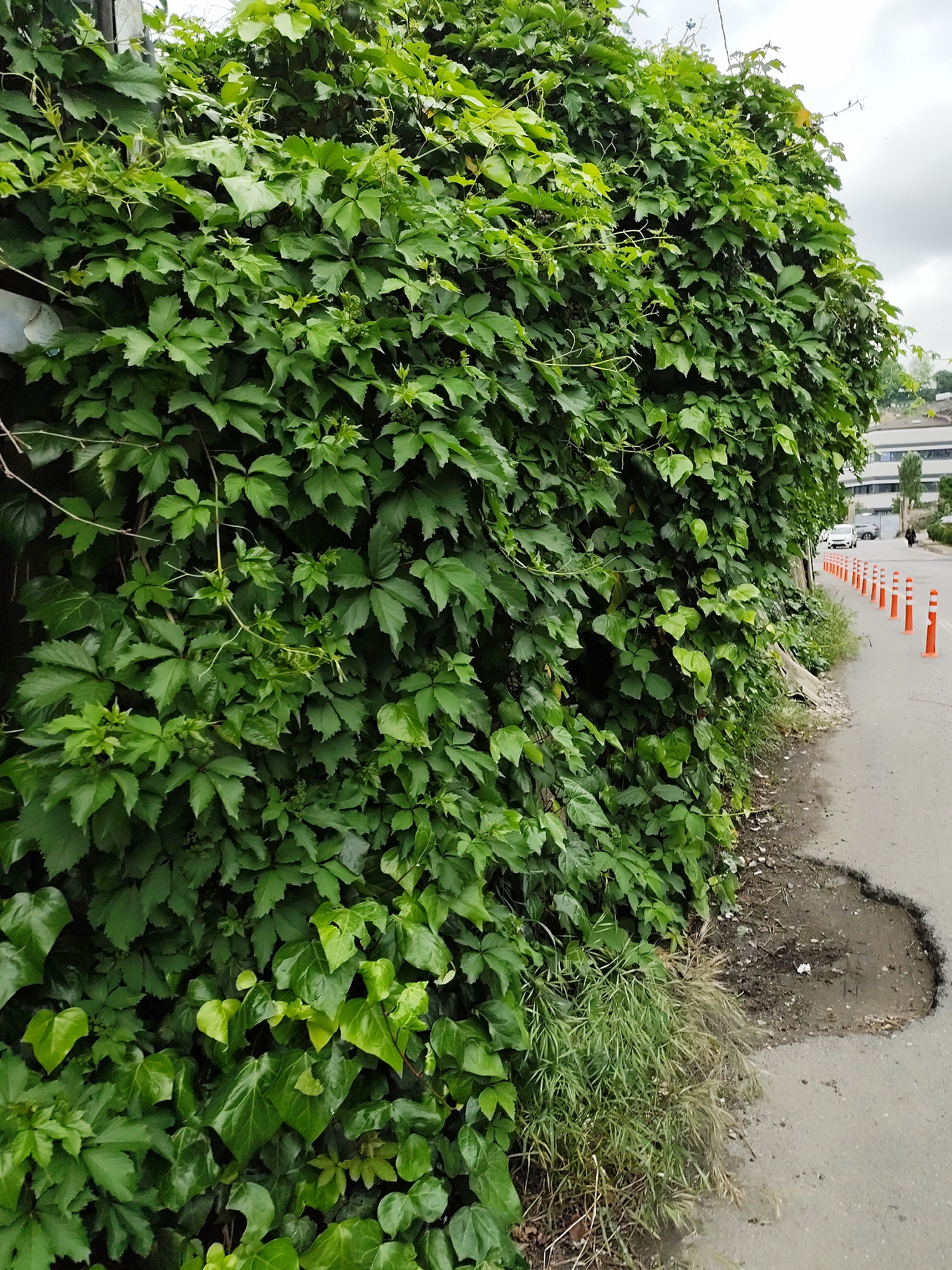 A dense green wall of climbing vegetation dominates the left side of the image. This wall borders a gray asphalt road, which has a visible pothole filled with water and debris. Orange traffic cones line the edge of the road, receding into the distance. In the background, a light-colored building is partially visible, along with a few parked cars and a silhouetted figure walking on the sidewalk. The sky is overcast.