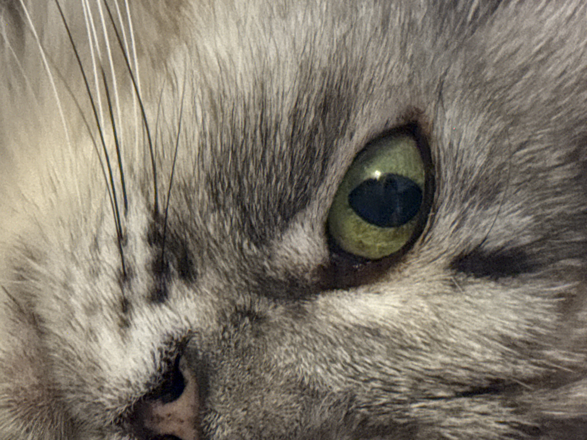 A close-up, eye-level, indoor, medium shot captures the left eye of a grey tabby cat. The cat's fur is light grey with dark grey stripes and appears soft and fluffy. Prominent whiskers, which are long and white, extend from the left side of the frame. The cat's eye is large and has a green iris with a black pupil. The lighting in the image is dim, creating a slightly shadowed effect. The background is out of focus and appears to be the cat's fur. The image does not contain any humans, or indicate a location in the city of Unknown, Unknown.