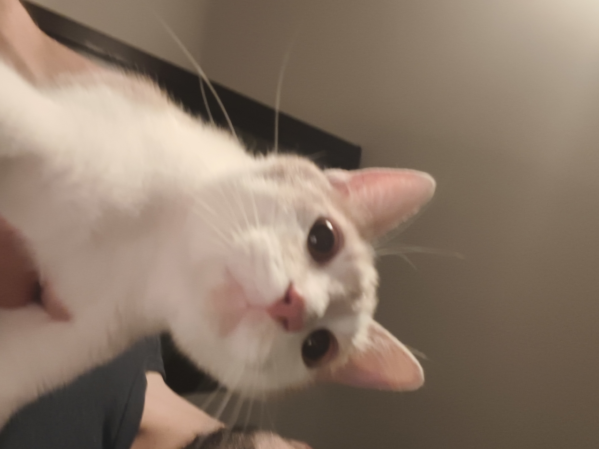 A cat with white fur and light orange markings is held close to the camera. The cat has large brown eyes and a pink nose. The background is out of focus, but a dark rectangle is visible, possibly a window frame or furniture. A person's arm is visible, wearing a dark blue or black shirt. The environment appears to be indoors, with a plain light-colored wall. No details suggest a location in the city of Zemun Urban Municipality, Serbia.