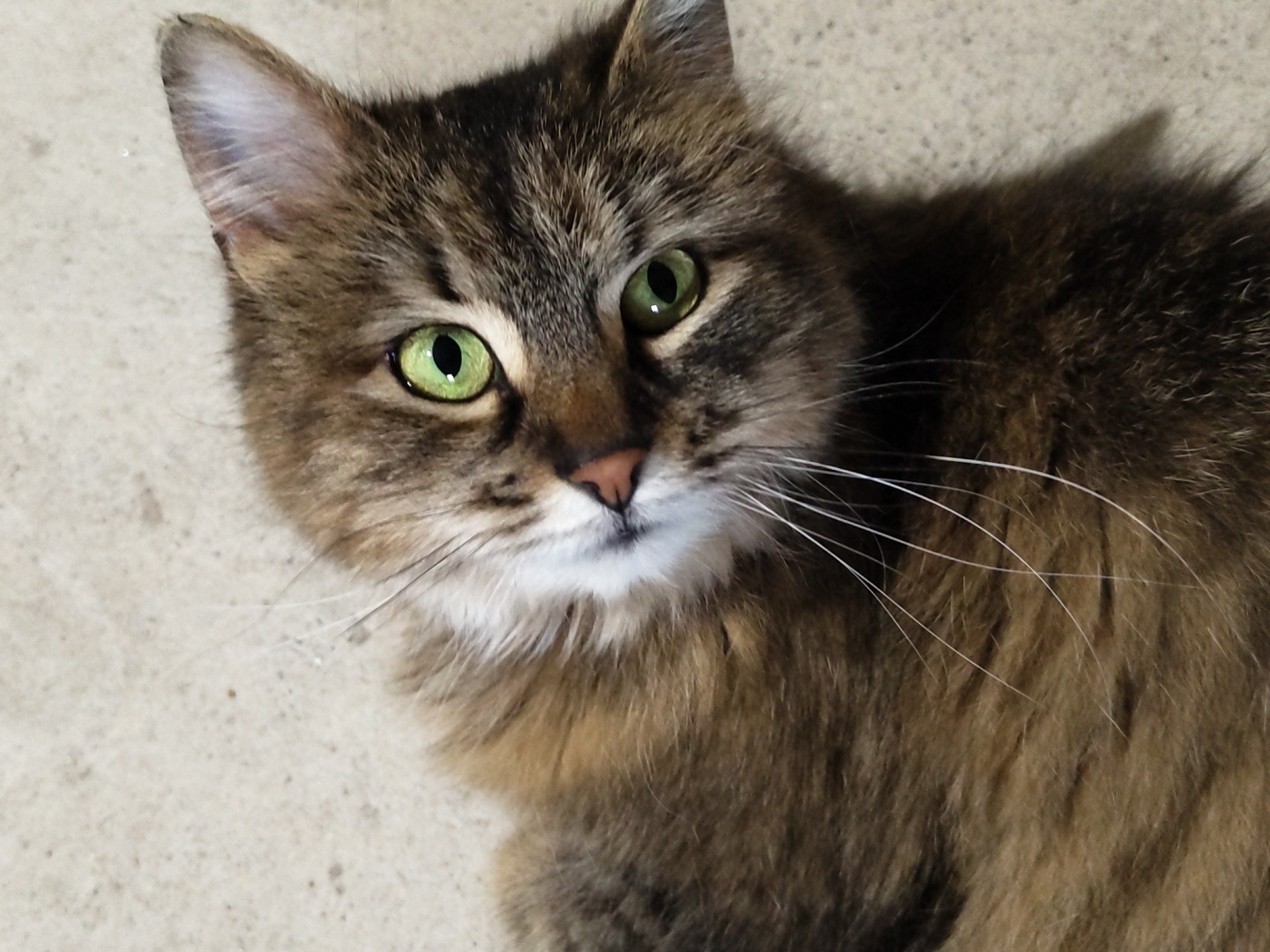 A medium shot depicts a brown tabby cat with green eyes. The cat is positioned on a light-colored surface, possibly concrete. Its fur is a mix of brown and black stripes with lighter patches on its face and chest. The cat gazes directly into the camera. The location is Unknown, Unknown.