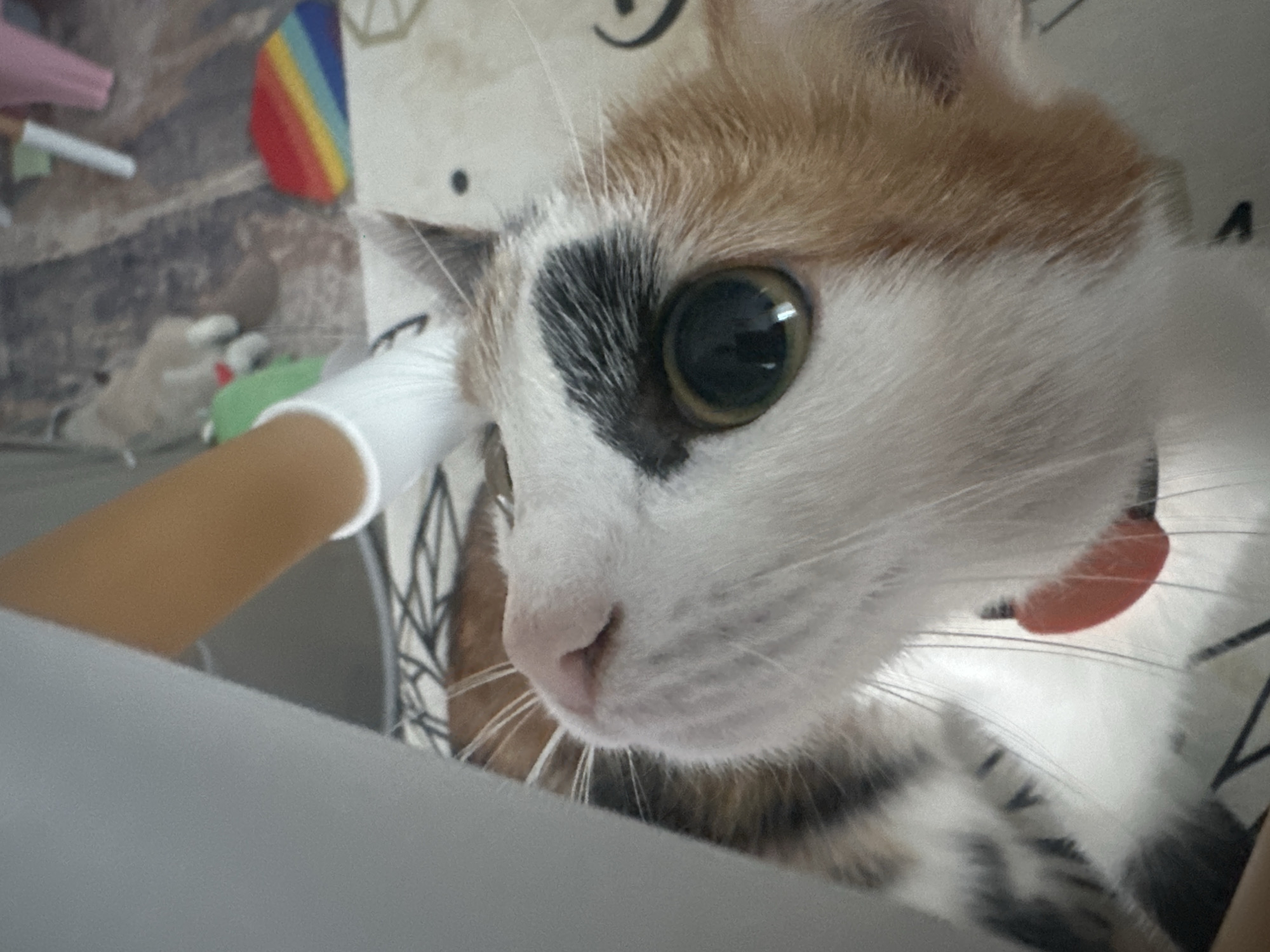 A close-up photo captures a cat's face, predominantly white with patches of light brown and a dark gray spot above its left eye. The cat's eye is large and appears dark green. It also has a pink nose. A beige-colored arm, partially covered by a white sleeve or fabric, is visible on the left side of the frame. A multicolored rainbow object is visible in the background, along with other indistinct objects and a patterned cloth. The cat is wearing a pink collar. There is no evidence suggesting a location in Гаревая, Russia.