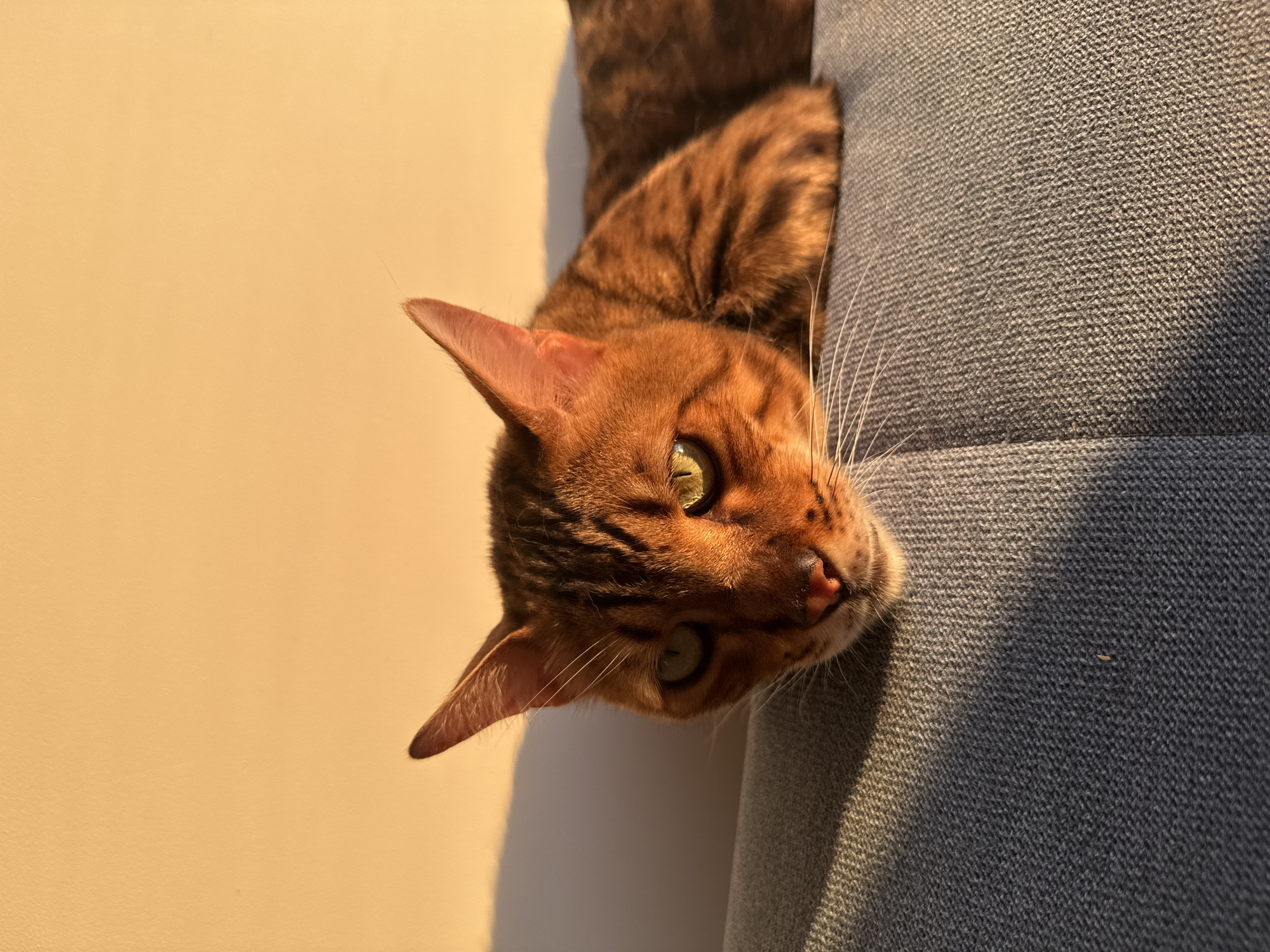A Bengal cat is lying on a grey sofa, with its head resting on its paws. The cat has orange fur with dark stripes and green eyes. The background is a wall illuminated by warm, golden light, casting a shadow of the cat on the wall. The scene is illuminated by natural light, likely from a window. There is no information about the location in Sochi, Russia.