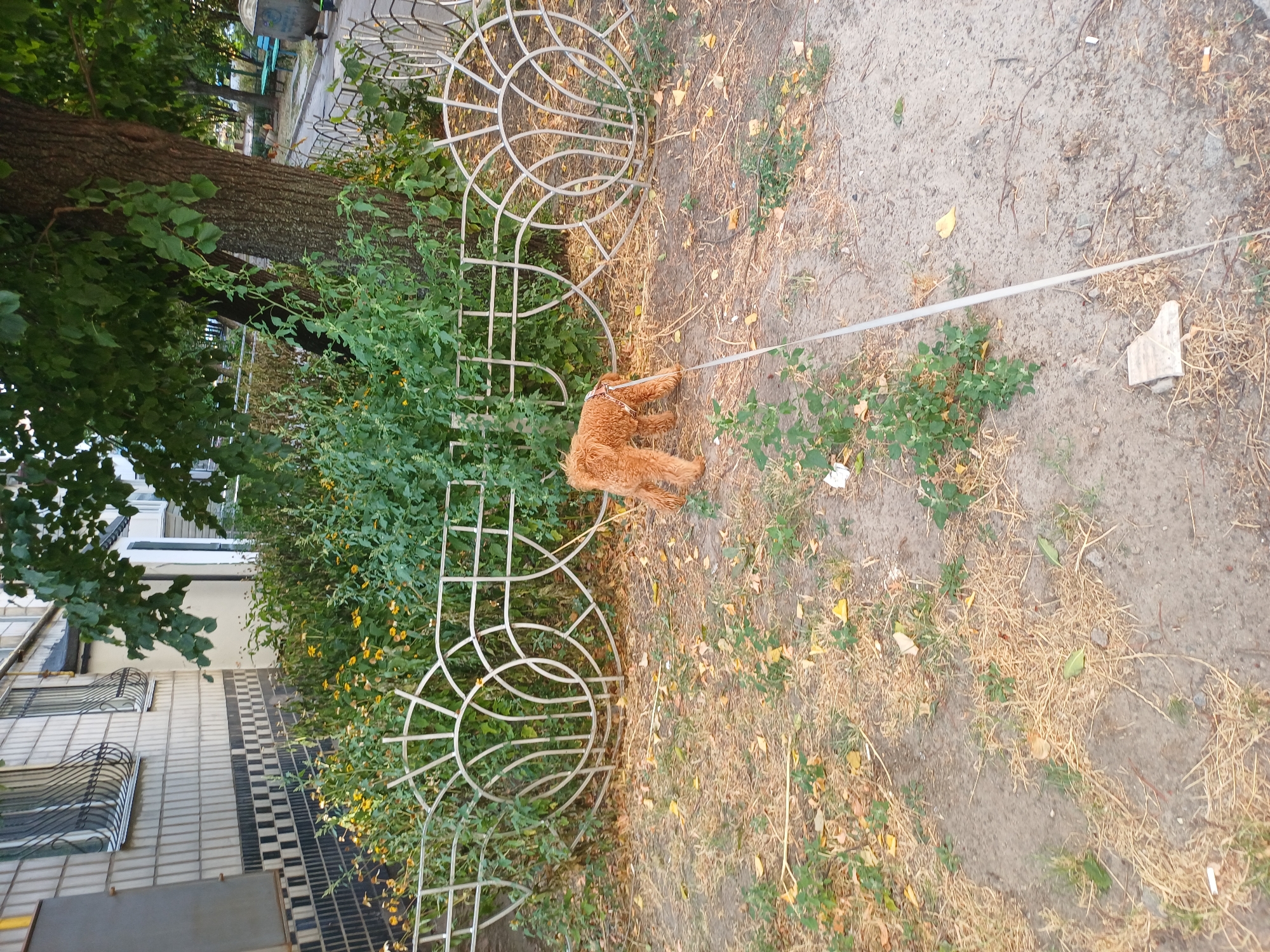 A small, curly-haired, reddish-brown dog on a leash walks on a dirt path next to a decorative metal fence. The dog is facing away from the camera and appears to be sniffing the ground. Behind the fence is a dense green bush with small yellow flowers. A large tree trunk is visible on the right side of the image, with lush green leaves providing shade. In the background, there is a building with tiled walls and barred windows, indicating an urban setting. The ground is covered with dry grass, fallen leaves, and some scattered debris. The overall scene suggests an outdoor area, likely a park or courtyard, in a city.