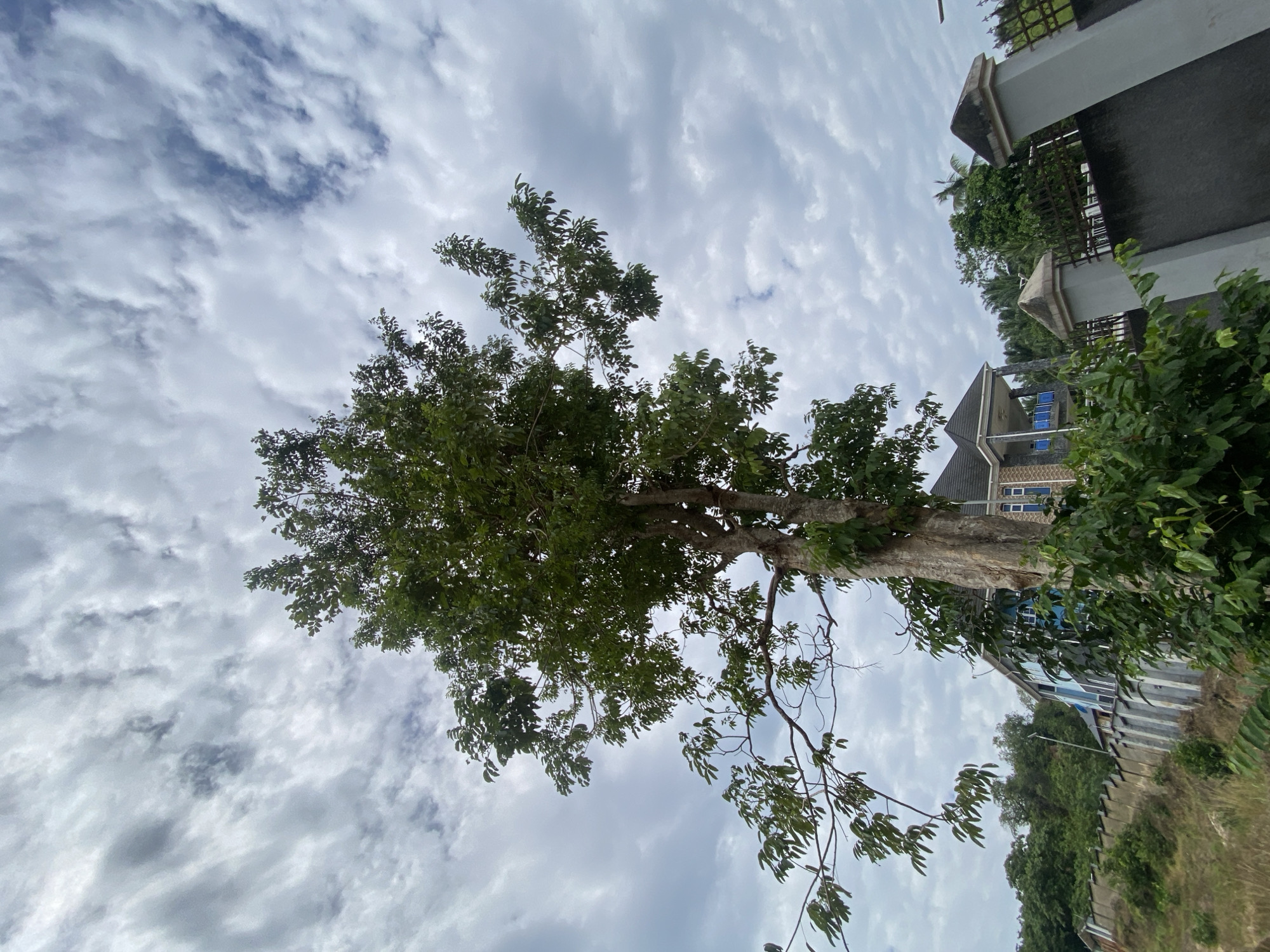 A large tree dominates the foreground of this image, its branches reaching upwards towards a cloudy sky. Behind the tree, a light blue building with a dark roof and a balcony is visible. A grey concrete fence with decorative pillars lines the area in front of the building. The location is identified as Nguzu Edda, Nigeria. The scene appears to be a residential area with lush greenery and a slightly overcast sky.