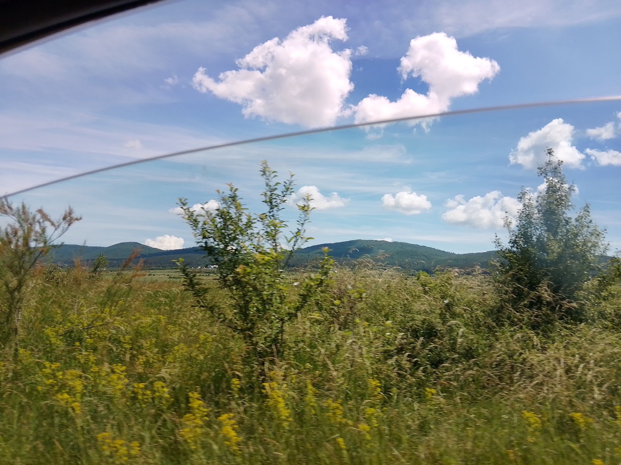 This is a low-angle, outdoor, landscape photograph taken through a car window. The foreground is dominated by a field of tall, green and yellow grass and wildflowers, with several trees and bushes scattered throughout. The middle ground features rolling hills covered in dark green trees, and in the background, the sky is a bright blue with scattered white clouds. A thin, dark horizontal line, likely a wire or part of the car's interior, runs across the middle of the frame, obscuring a portion of the scene. The photograph appears to have been taken while the car was in motion, as indicated by the slight blur in the foreground.