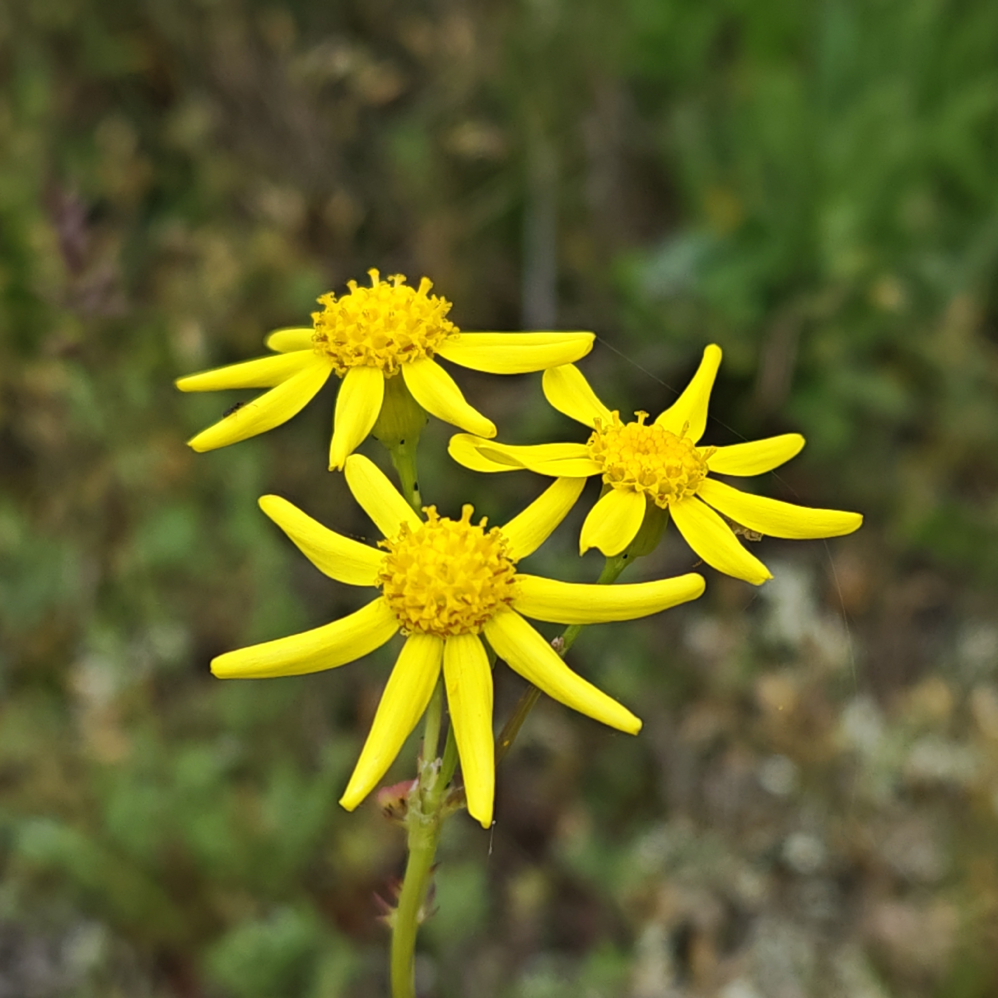 The image shows three yellow flowers with multiple petals and fuzzy centers, likely growing wild. The background is blurry green and brown vegetation. The photo likely taken in Мысовское сельское поселение, Ukraine based on given context.