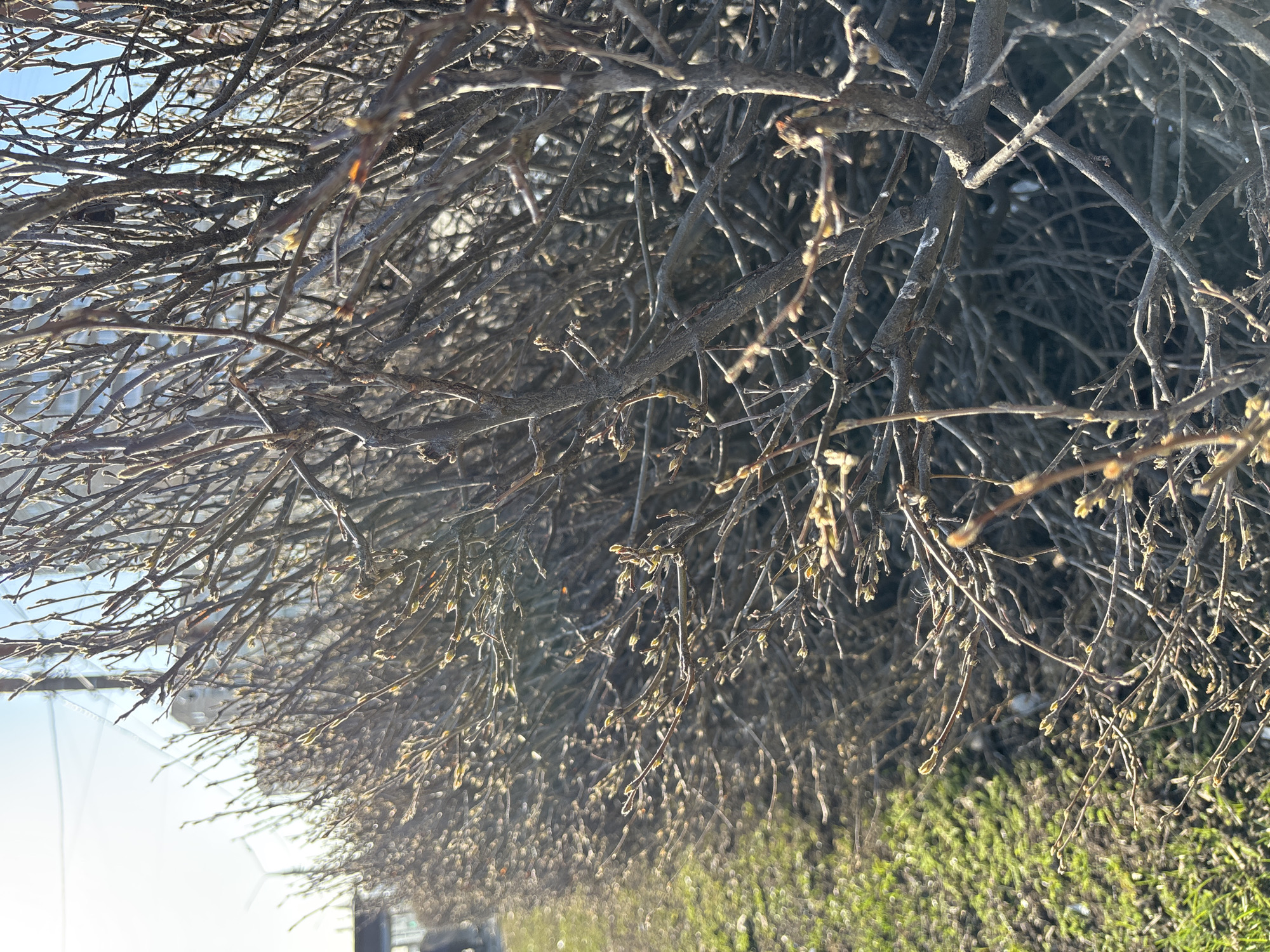 The image depicts a dense network of bare tree branches with emerging buds, possibly taken during early spring. A portion of green vegetation is visible at the bottom of the frame. The background reveals a glimpse of a building and a bright sky. Based on the prompt, the location is specified as Perm, Russia.