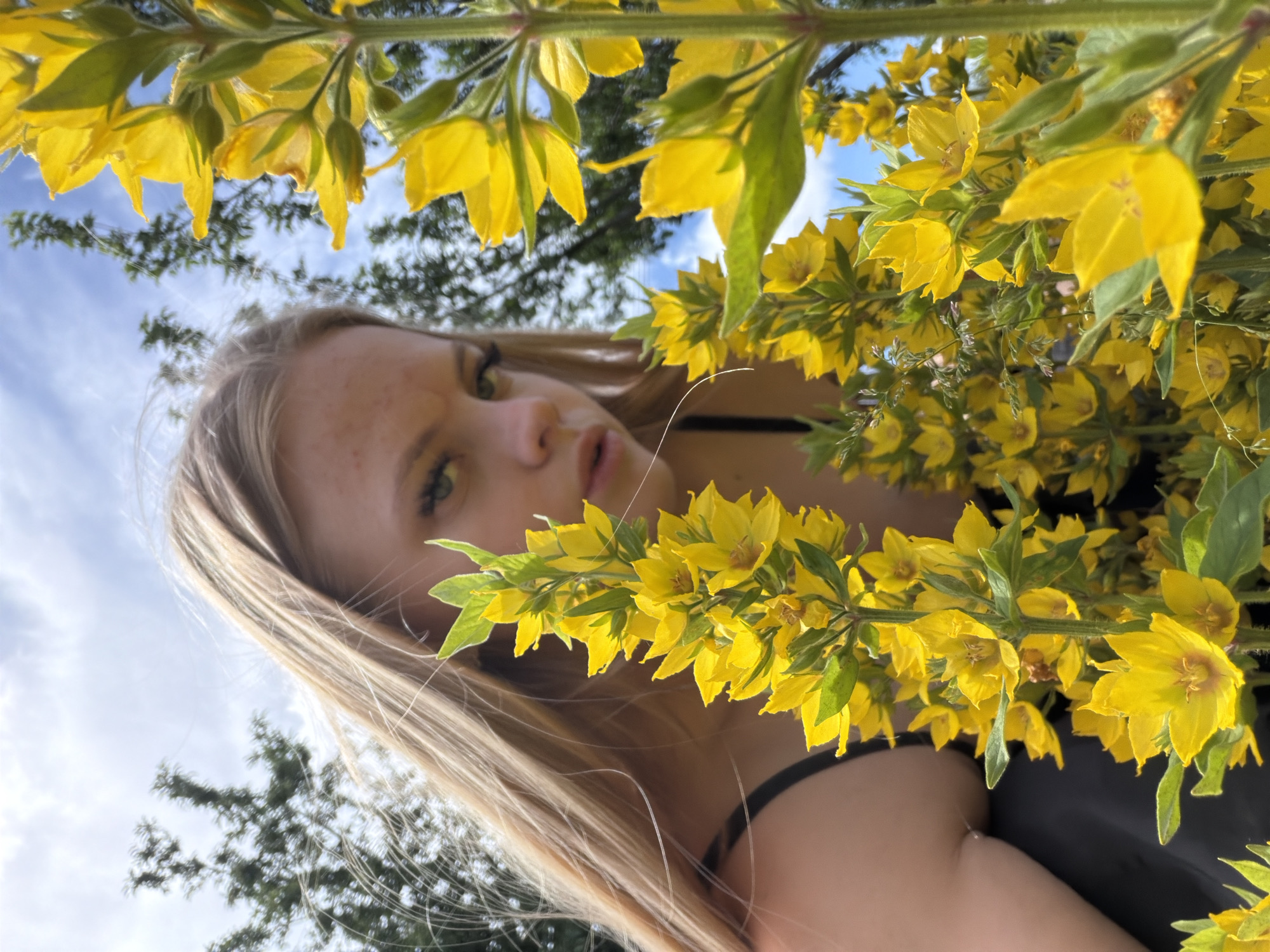 The media file is a close-up, low-angle, outdoor photograph featuring a young woman peeking through a cluster of yellow flowers. The woman has blonde hair and is looking towards the camera with a slightly curious expression. Her face is partially obscured by the vibrant yellow blossoms and green leaves. She is wearing a black top. The background consists of a blue sky with some clouds and the blurred silhouettes of trees, suggesting a daytime setting in a natural environment. The composition is dominated by the yellow flowers, which are in sharp focus, creating a soft, romantic feel. The light appears to be natural, likely sunlight, illuminating the flowers and the woman's face. The image seems to be a candid moment captured outdoors, possibly in a garden or a field. There is no visible text in the image.