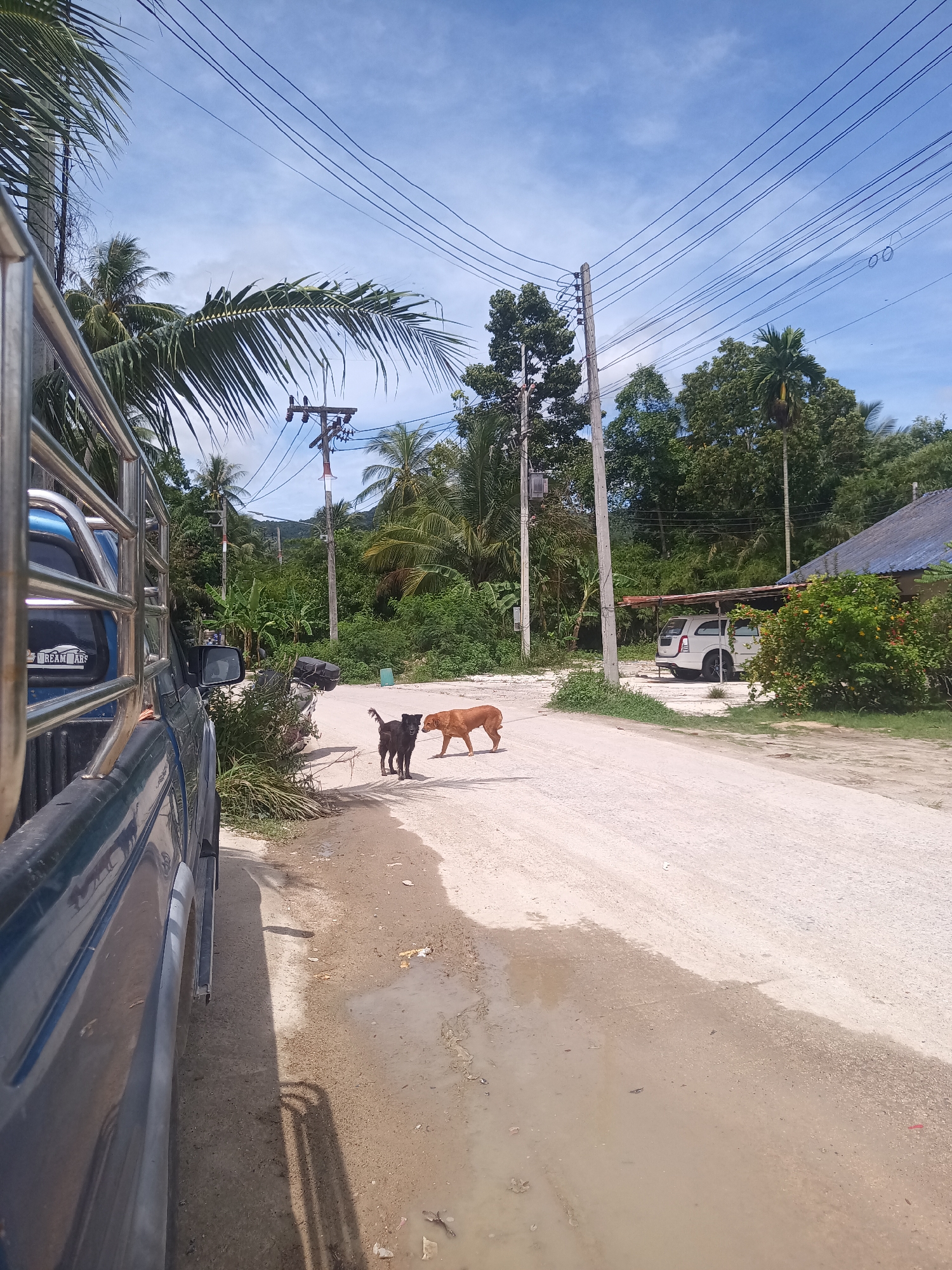 The image shows a dirt road in Moo 4, Thailand. A blue pickup truck is parked on the left side of the road. Two dogs, one black and one brown, stand in the middle of the road. Power lines stretch across the sky above. Trees and vegetation line the sides of the road. A white car is parked near a building on the right side.