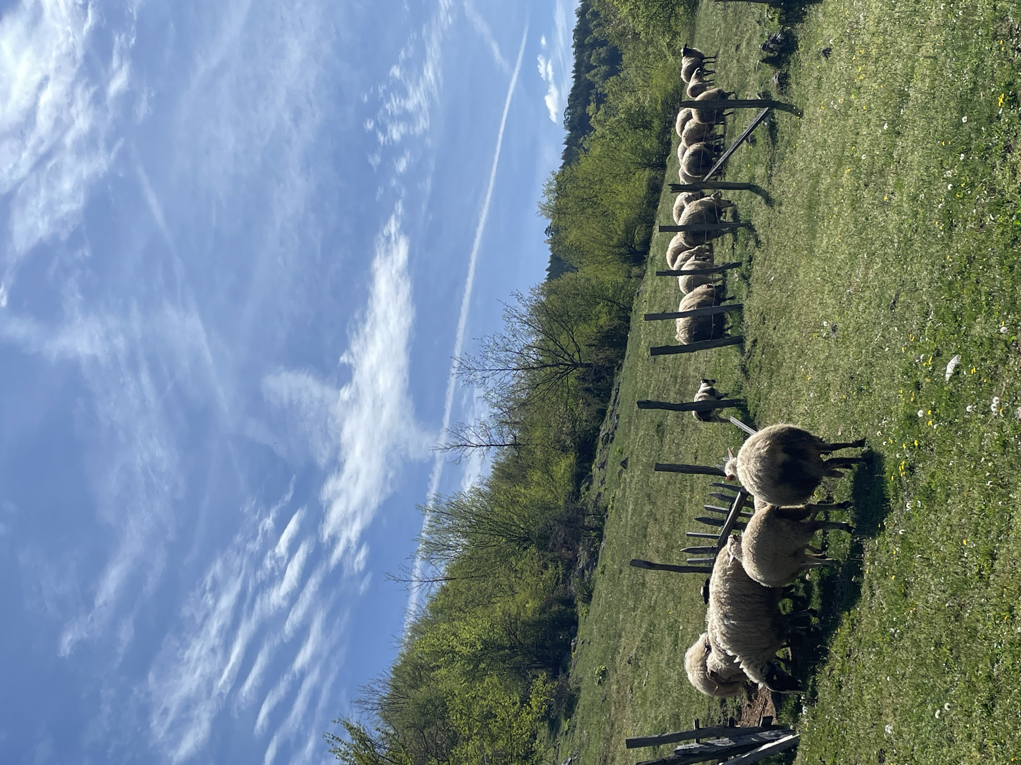 The image depicts a flock of sheep grazing in a grassy field near Đurđevića Tara, Montenegro. A wooden fence runs along the field, separating the sheep. The background shows a forested hillside. The sky is blue with streaky white clouds and a contrail.