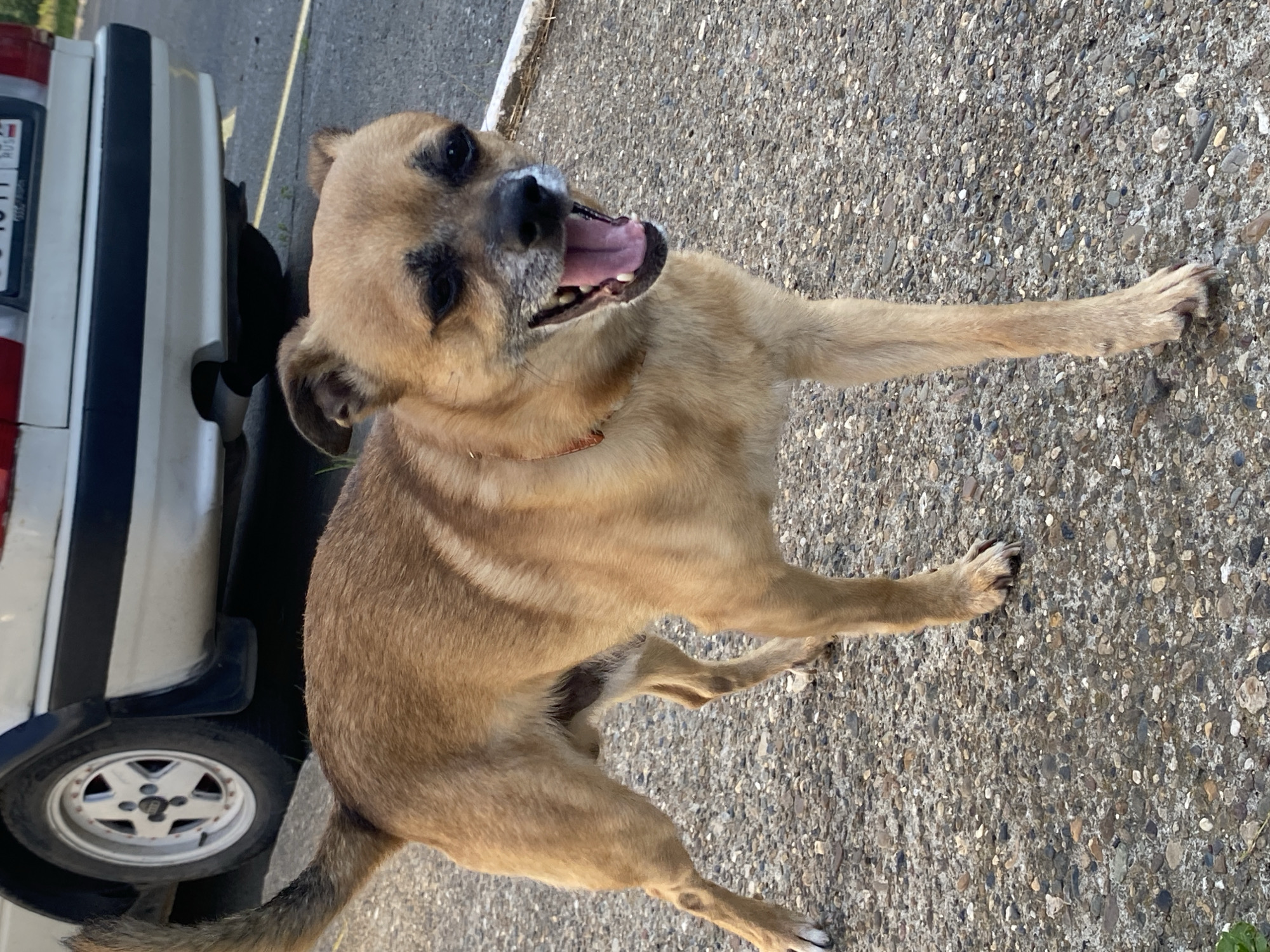 An eye-level, medium shot shows a small, tan-colored dog with dark markings around its eyes, standing on a textured gray pavement with visible pebbles. The dog is looking towards the camera with its mouth open, tongue out, and appears to be panting. Its tail is raised and curved. In the background, a white car is visible, with its rear wheel and lower body in focus. The license plate is partially visible. The environment appears to be outdoors in what could be a residential or urban setting, consistent with a street or parking area in Марковский, Russia.