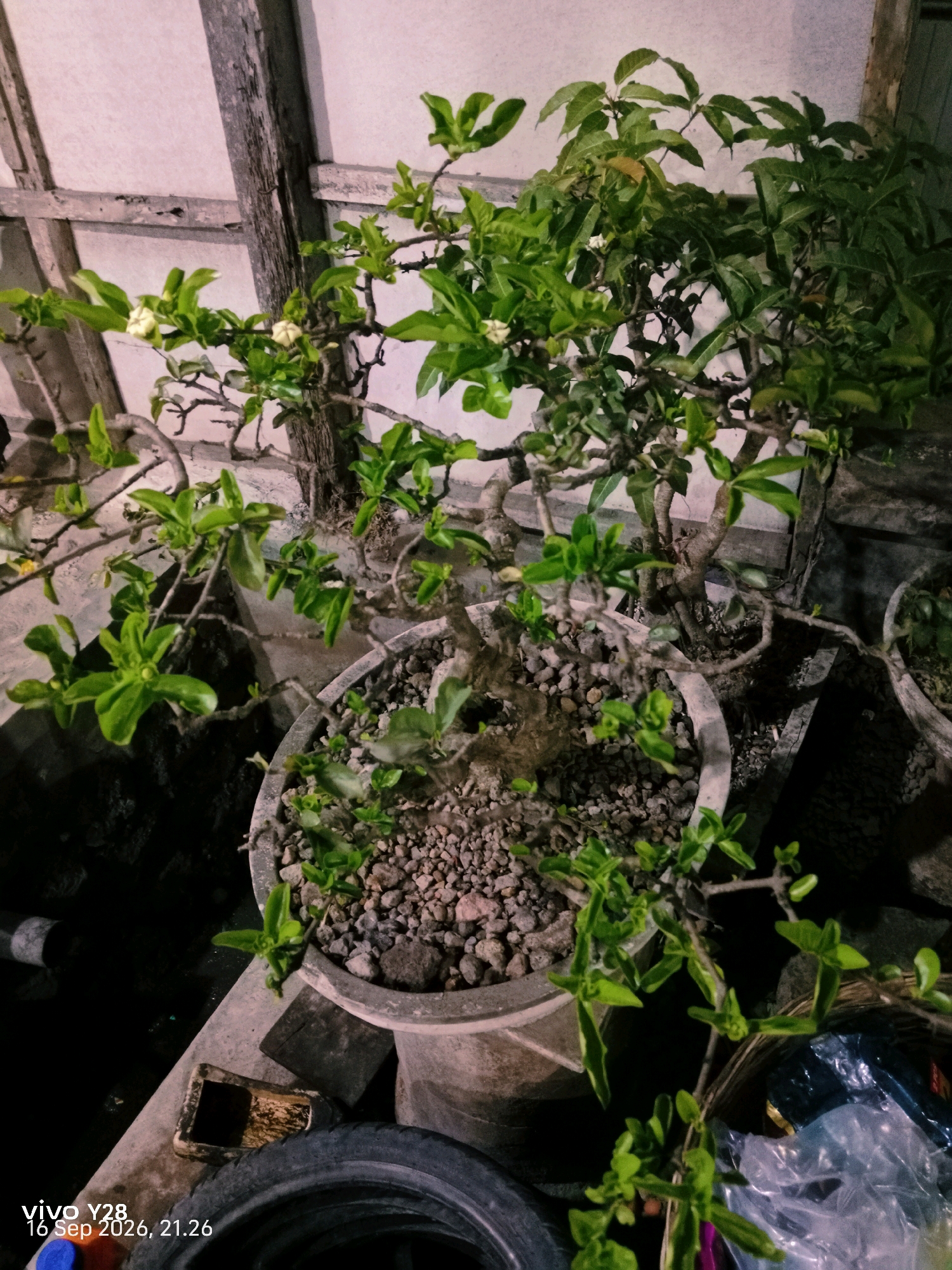 In Panggungan, Indonesia, an image captures a close-up view of a bonsai tree in a pot. The tree, with its gnarled branches and lush green leaves, is adorned with small white flowers. The pot, filled with pebbles, sits on a textured surface that appears to be a concrete ledge or wall. To the left of the pot, a portion of a tire is visible, and further left, a section of a grey pipe. The background is dimly lit and appears to be an outdoor setting with wooden beams and a textured wall. The lower left corner of the image displays a timestamp: "vivo Y28 16 Sep 2026, 21.26".