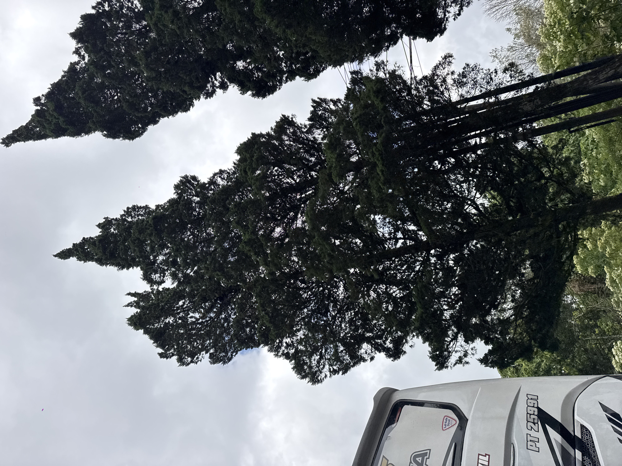 The image depicts a view from the side of a white bus, looking upwards at tall, dark green cypress trees against a cloudy sky. The bus has the text "PT 25991" visible on its side. Some of the trees are in sharp focus, while others are blurred. The location is the city of Kintamani, Indonesia. The overall scene is a natural landscape with the bus as a foreground element.