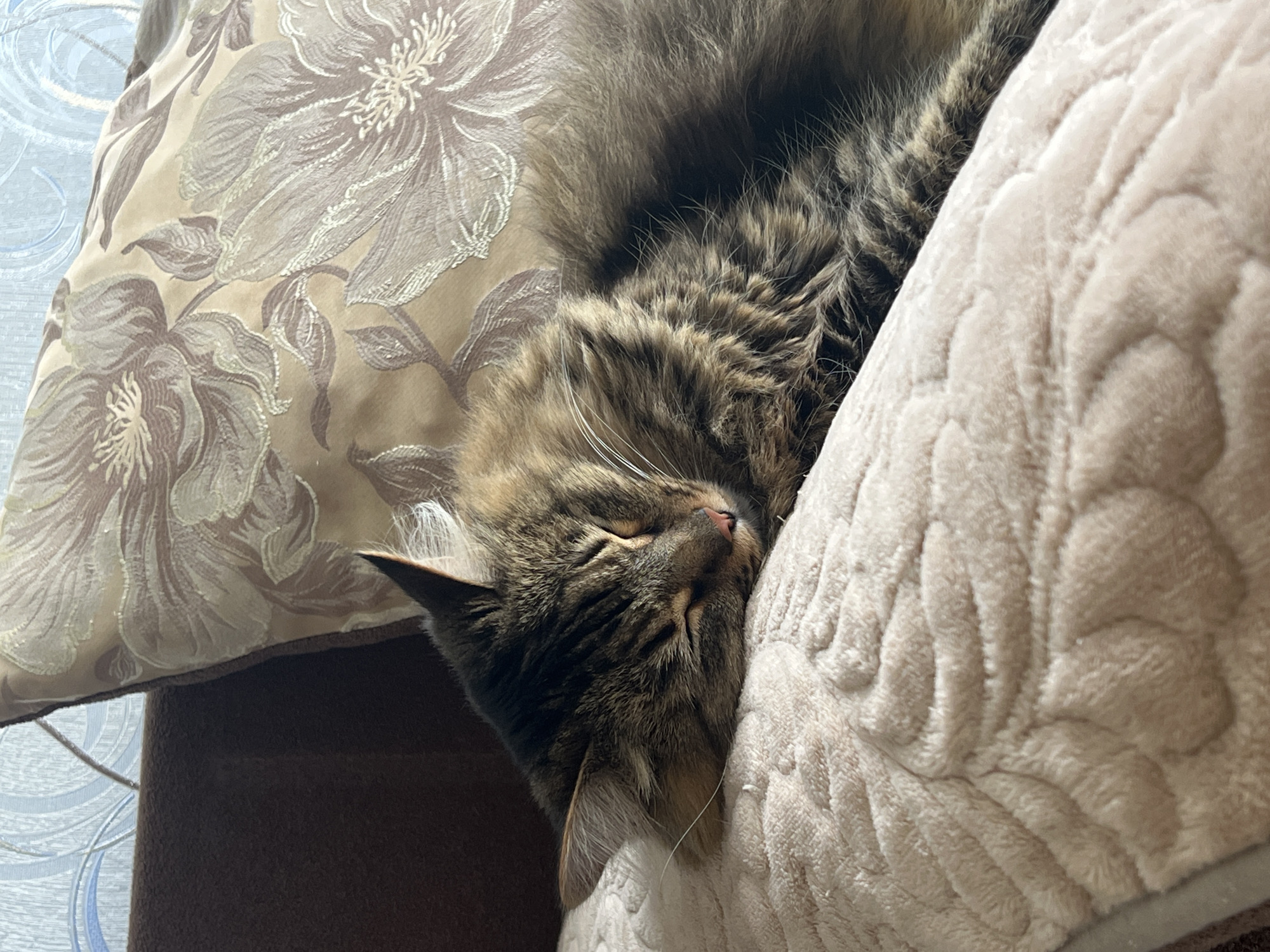 A fluffy tabby cat is captured sleeping soundly in a cozy indoor setting. The cat, exhibiting a mix of brown, black, and grey striped fur, is curled up comfortably, resting its head against a soft, light beige cushion. This cushion features a plush texture with raised, circular or paw-print-like patterns. The cat's eyes are closed in sleep, revealing a peaceful expression, and its pink nose is partially visible along with several prominent white whiskers.
To the left of the sleeping cat, another decorative pillow is visible, adorned with an elegant floral pattern in muted tones of beige, grey, and white. Below this pillow, a dark brown upholstered surface, possibly part of a couch or chair, is present. In the far left background, a light blue surface with a subtle, swirling pattern, likely wallpaper or a curtain, provides additional context to the indoor environment. The scene evokes a sense of tranquility and comfort. No visible text is present in the image. The location is an indoor space in Chaikovsky, Russia, with soft, ambient lighting.