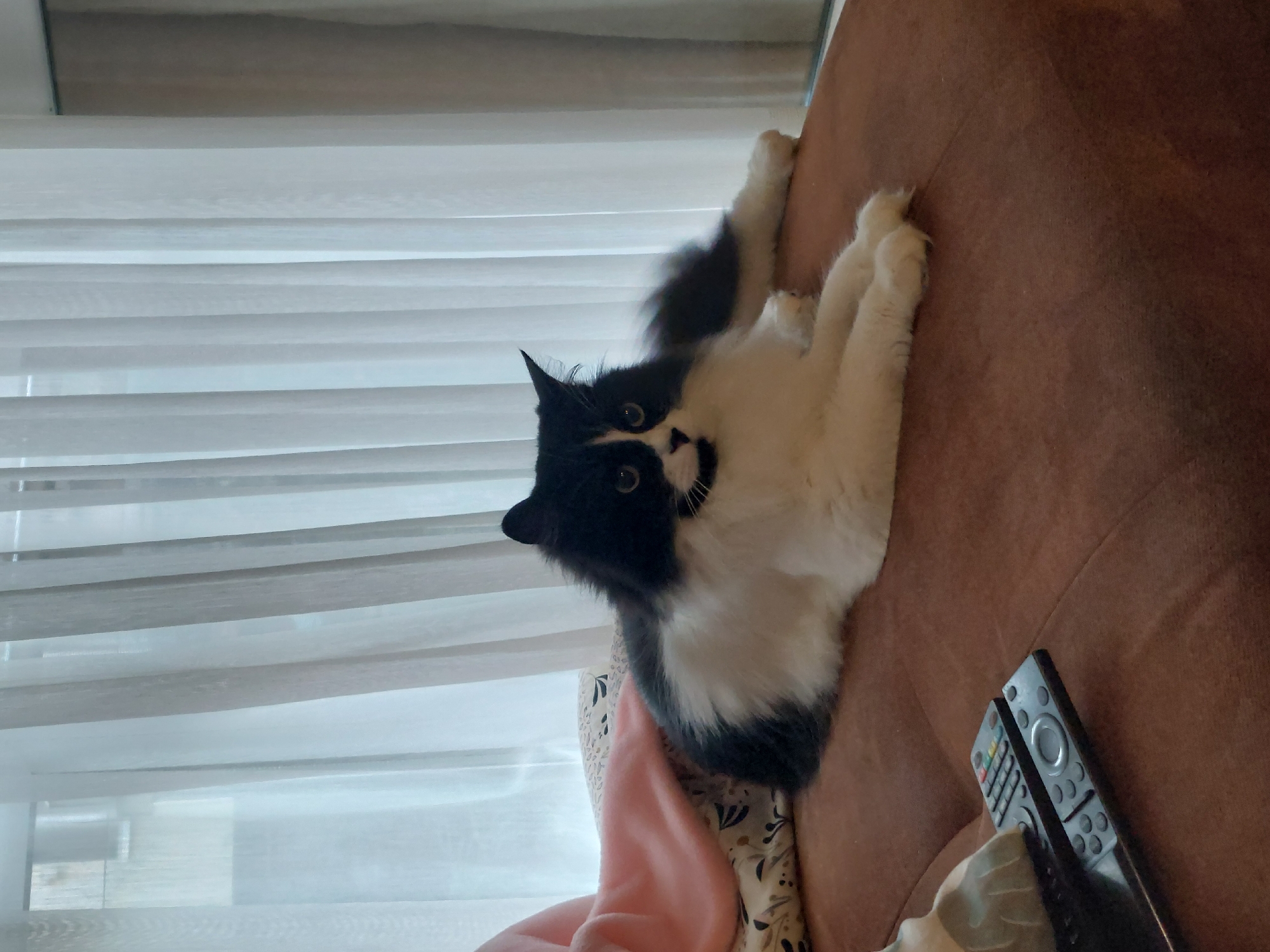 A black and white cat is lying on a brown sofa in front of white curtains. Two remote controls are on the sofa in front of the cat. The cat's head is turned towards the camera.
