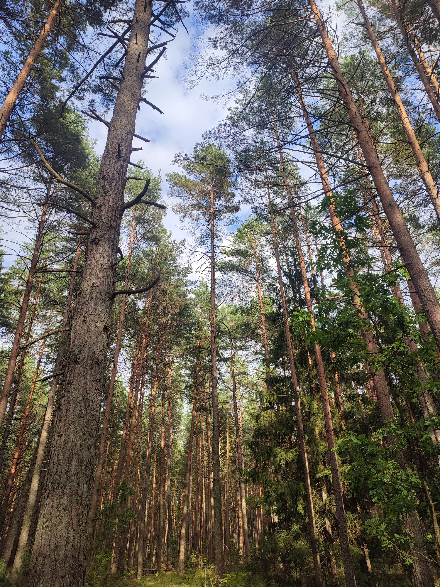 A low-angle shot looks up through a dense forest of tall pine trees towards a partly cloudy sky. The trees are close together, with rough, brown bark and many bare branches extending outwards. The foreground features a particularly large and textured tree trunk on the left. In the mid-ground and background, the forest continues with many more pine trees of varying heights. Some green foliage, possibly oak leaves, is visible on the right side, suggesting a mixed forest environment. The ground is not visible due to the low angle of the shot, but dappled light suggests the presence of sunlight filtering through the canopy. The overall impression is one of a natural, somewhat wild forest setting. This scene is located in the vicinity of the Varnianski Sel'ski Sovet in Belarus.