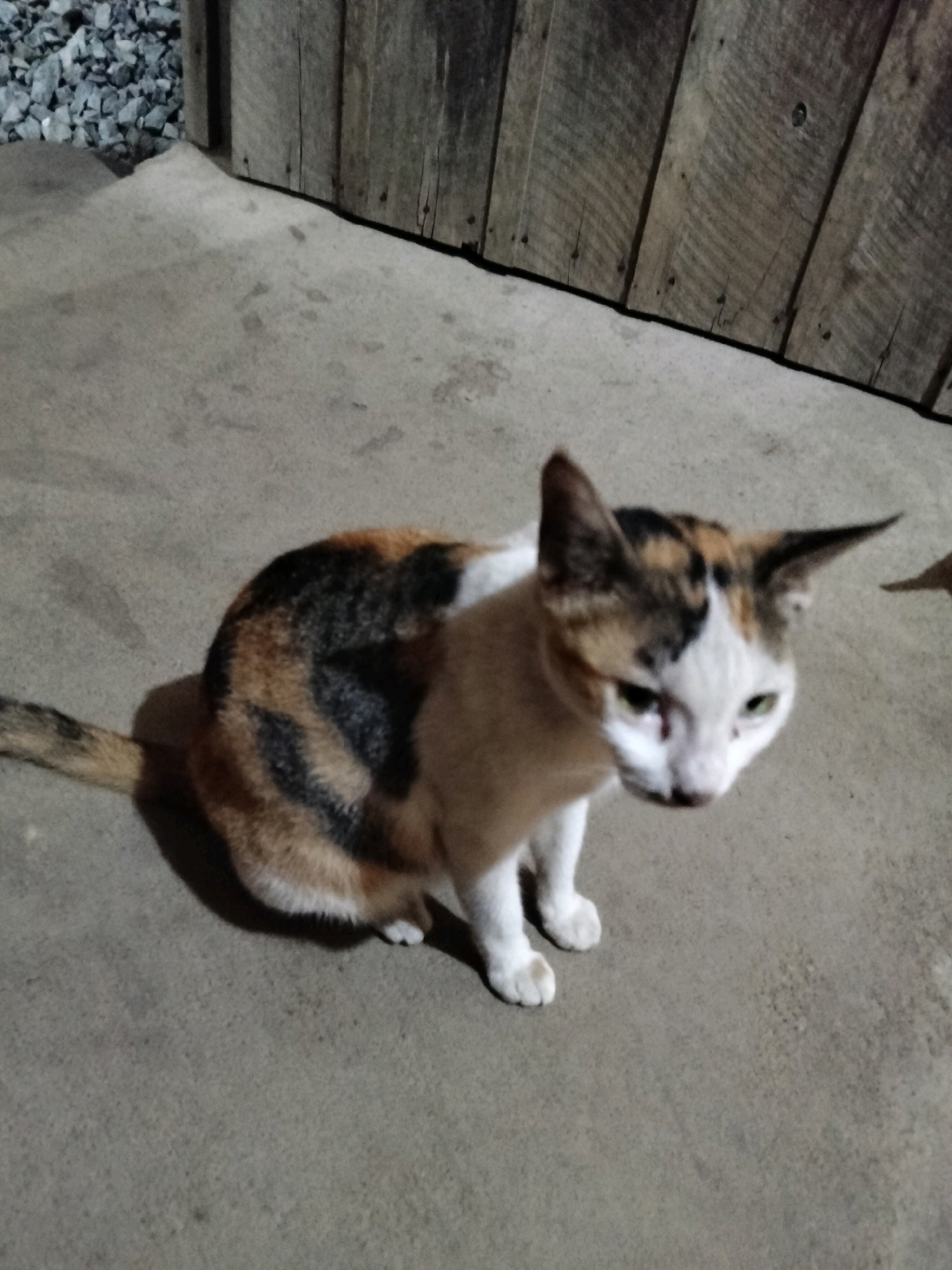 A calico cat with white, black, and orange markings is positioned on a concrete surface. The cat is looking towards the right side of the frame, with its head slightly lowered. Its green eyes are visible. Behind the cat, a wooden fence is present, with vertical planks. To the left of the cat, there is a pile of grey gravel. The scene appears to be outdoors, possibly in a residential or alleyway setting, common in the city of Pontianak, Indonesia. The lighting suggests it might be evening or a shaded area.