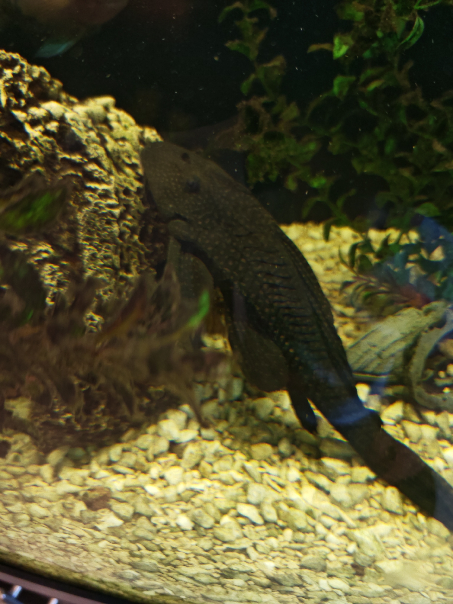 The scene depicts an interior view of an aquarium located in Sofia, Bulgaria. A large, dark-bodied fish, identified as a Plecostomus or similar suckermouth catfish species, is the central subject, measuring approximately one-third of the image's height. It is positioned diagonally, swimming or suspended mid-water, with its head oriented towards the upper-left and its tail extending towards the lower-right. The fish exhibits a mottled dark brown to black coloration, adorned with numerous small, distinct yellowish-tan spots across its armored body and fins.
The freshwater aquarium features clear water. The tank's bottom is covered with a layer of pale yellow to off-white, irregular gravel or small pebbles. To the left, a textured, dark brown and greenish rock or piece of driftwood rises from the substrate, partially obscured by aquatic vegetation. Various species of live or artificial aquatic plants populate the upper-right and left background. These plants feature mostly dark green foliage, with some sections showing brown or reddish discoloration, possibly from algae growth or natural variation. The overall lighting appears to be from above, illuminating the tank. No human figures are present in the image.