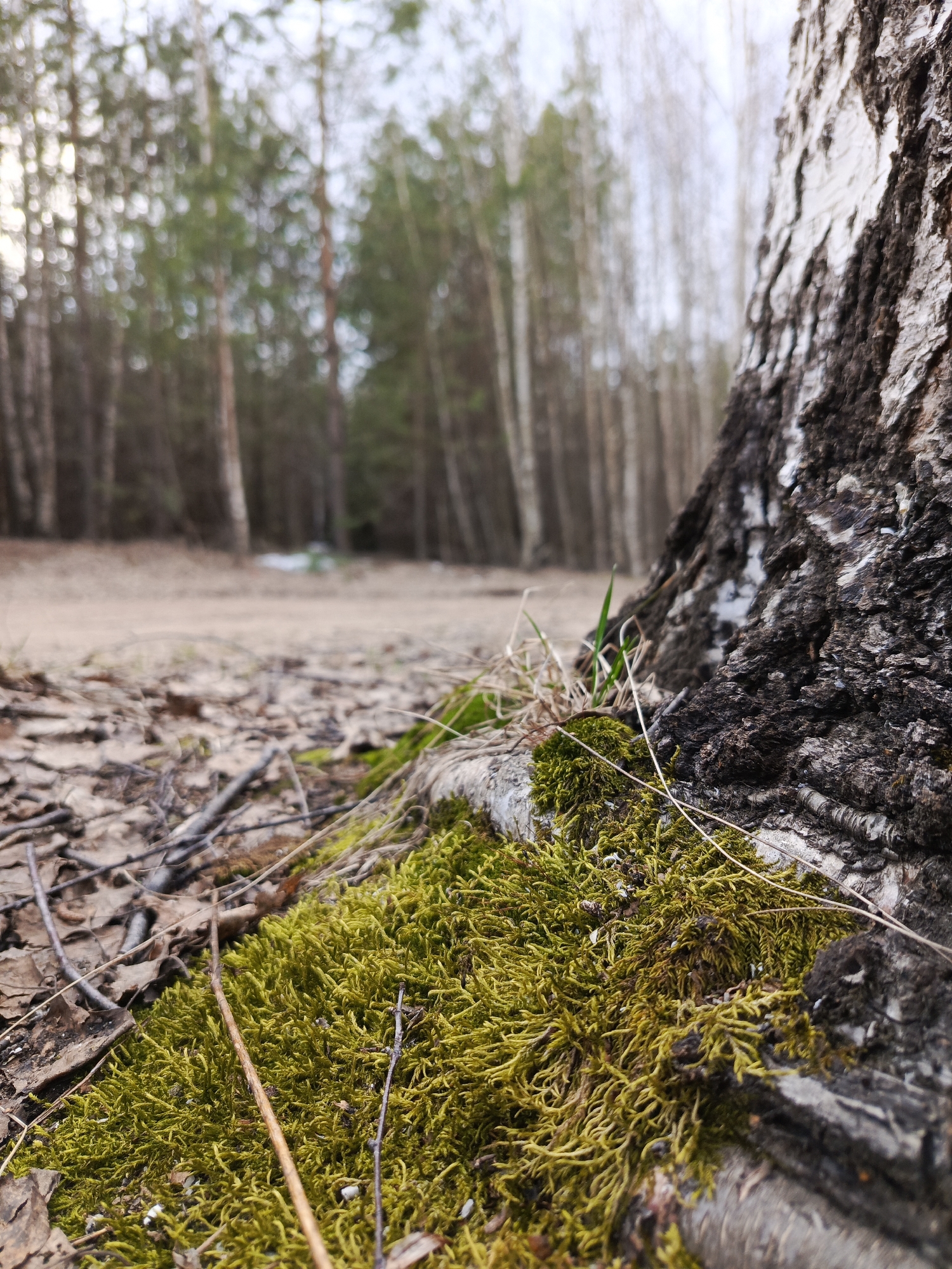 A low-angle, close-up shot captures the base of a tree in a forest setting, likely in Chaikovsky, Russia. The foreground is dominated by vibrant, densely packed green moss clinging to the tree's roots and the surrounding ground. Interspersed within the moss and on the sandy-brown forest floor are dry, fallen leaves, slender twigs, and sparse patches of dry grass, with a few fresh green blades emerging.
The tree trunk, which appears to be a birch due to its characteristic rough, dark, and peeling white bark, occupies the right side of the frame, rising from the mossy ground. A dirt or sandy path stretches into the midground, receding into the blurred distance. A small patch of white, possibly residual snow, is visible on the path further back. The background features a dense forest composed of numerous trees with blurred trunks and foliage, some appearing to be birches with lighter bark, others darker.
The scene is illuminated by soft, diffused light, suggesting an overcast day or perhaps early morning or late afternoon. No people or specific activities are depicted, conveying a sense of natural stillness and tranquility. The combination of green moss, dry leaves, and the hint of snow suggests an early spring or late autumn season. No text is visible in the image.
