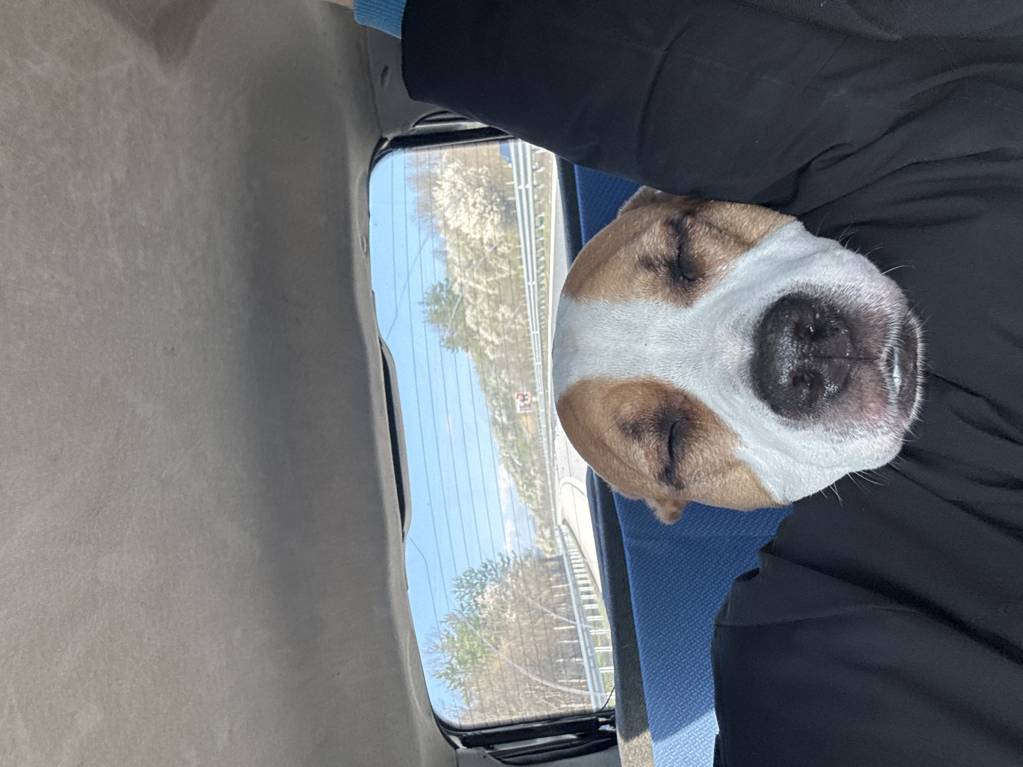 The image shows the head of a brown-and-white dog sleeping on a person's lap inside a vehicle. The dog's eyes are closed, and its head is resting on black clothing. A window beside them shows a view of a road with trees and a blue sky. The interior of the vehicle is visible, including the seat and the paneling. The location is Osikovitsa, Bulgaria.
