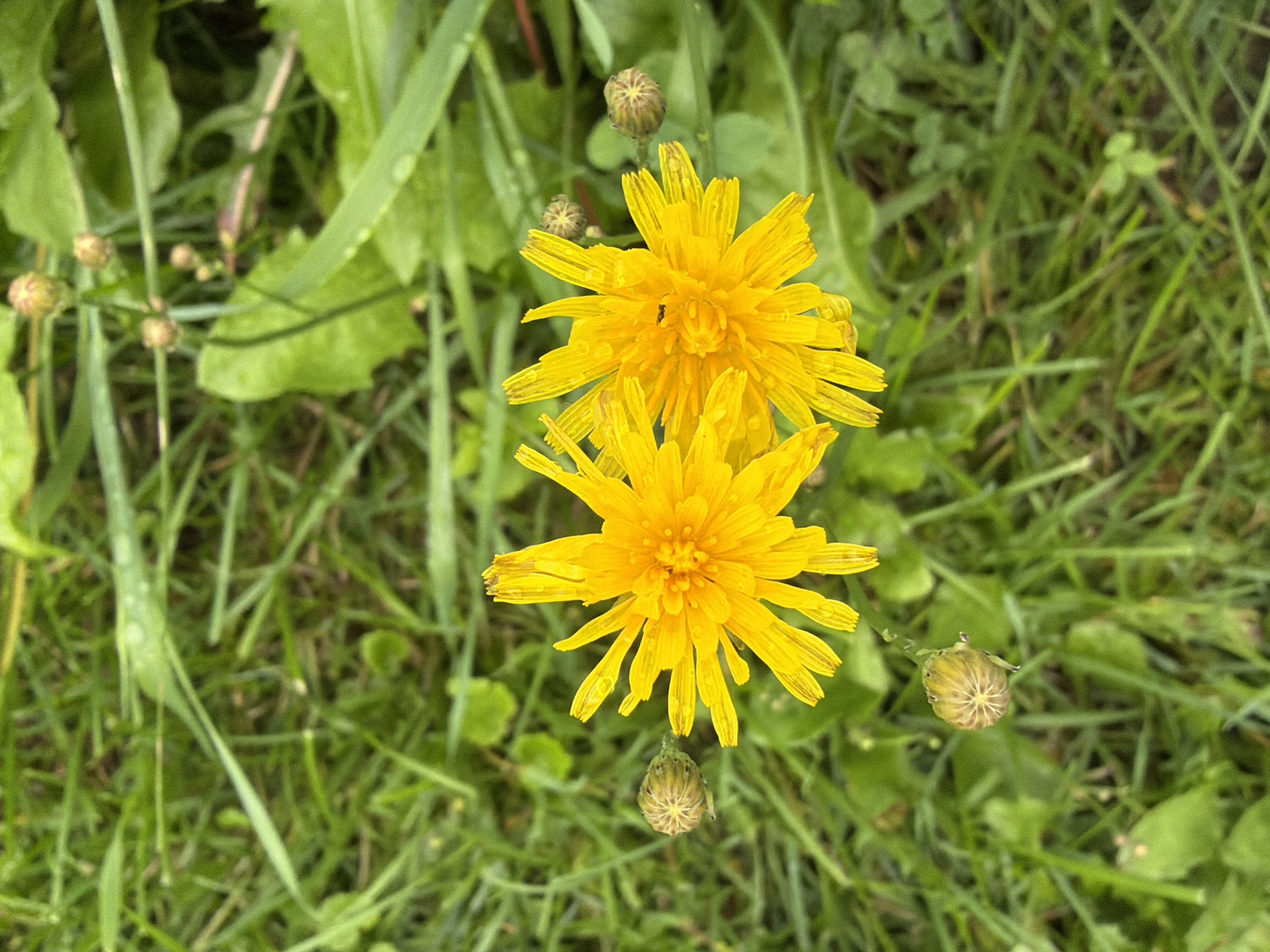 The image shows a close-up view of two yellow dandelions in a grassy area. The dandelions have multiple petals and are in focus, while the surrounding grass and some closed buds are slightly blurred. A small black insect is visible on the center of the rightmost dandelion. The scene appears to be outdoors in a natural setting, likely a park or garden. No specific location in Yekaterinburg, Russia can be identified from the image.