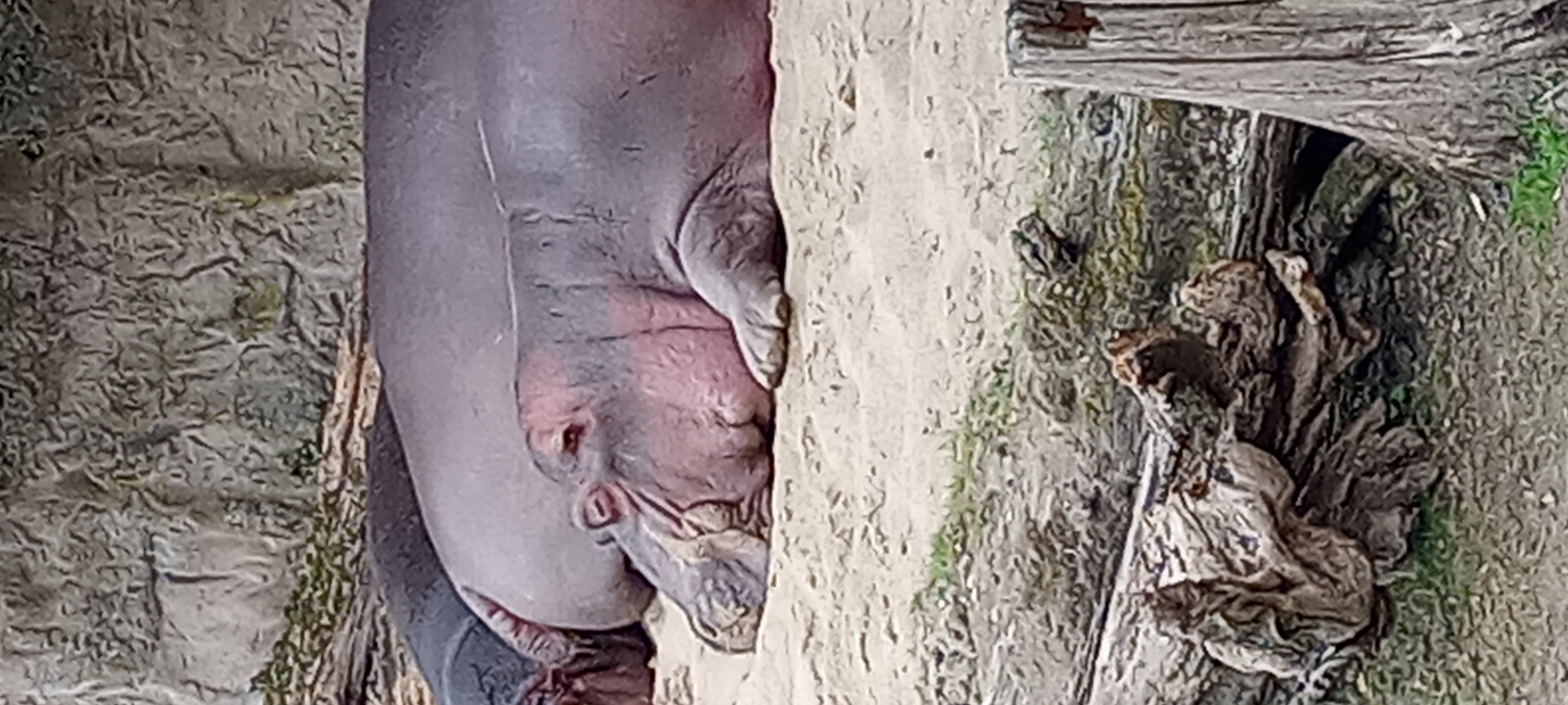 A hippopotamus lies on sandy ground next to another hippopotamus, its head resting on the sand. The hippopotamus in the foreground is pinkish-grey with visible wrinkles and its eyes are closed. Behind it, another larger hippopotamus is mostly obscured. In the background, a textured stone wall rises above the animals. The foreground of the image shows sand, some scattered leaves, and parts of logs and a tree trunk. This scene appears to be in an animal enclosure, possibly at the Zoom Erlebniswelt Gelsenkirchen, given the context of the city.
