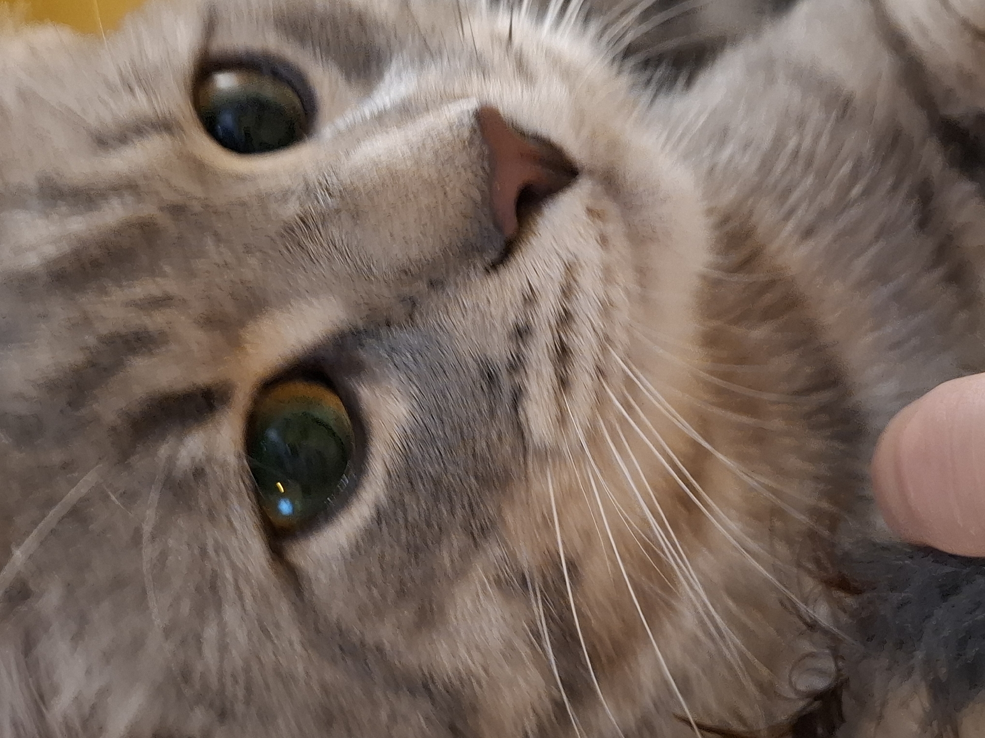 A close-up, shallow depth of field photograph shows the face of a grey tabby cat. The cat's fur is striped with darker grey. Its eyes are green with reflections of light. The cat's nose is pink and triangular. Long white whiskers extend from its muzzle. A human finger is visible at the bottom of the frame, lightly touching the cat's fur. The background is out of focus and appears to be a yellow surface. There is no discernible indication of the location in Zemun Urban Municipality, Serbia.