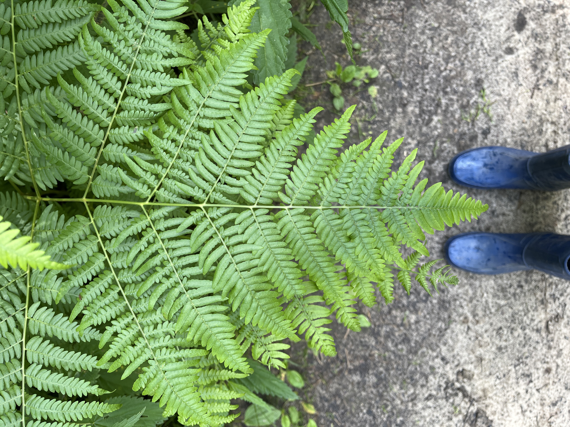 A close-up, overhead shot features a vibrant green fern frond dominating the frame, its delicate leaflets fanning out symmetrically. Below the fern, a gray, textured concrete path is visible, sparsely dotted with green foliage. At the bottom of the image, two bright blue rubber boots are positioned, suggesting someone is standing on the path, looking down at the fern. The scene appears to be outdoors, possibly in a garden or park setting, with no specific identifiable landmarks pointing to the city of Нагорный, Russia.