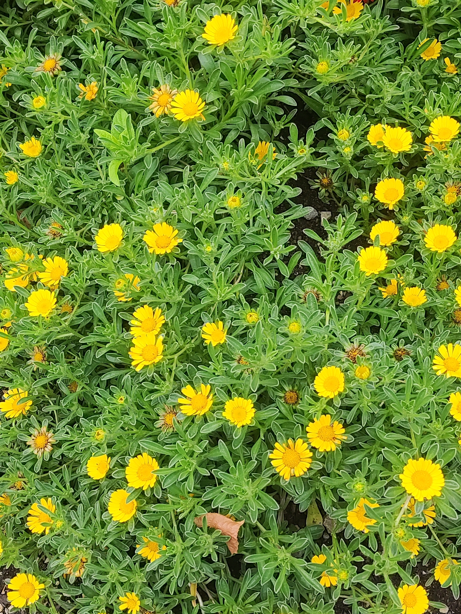 The image is a top-down, full-frame shot of a dense patch of small yellow flowers with green foliage. The flowers have numerous thin petals radiating from a central disc. Some flowers are fully open, while others are still in bud. The foliage is made up of many small, elongated, and slightly serrated leaves. The ground beneath the plants is visible in patches, appearing as dark soil with a few small stones. There is a single dried brown leaf among the green foliage. The lighting suggests it is daytime, with no strong shadows indicating direct sunlight. The image does not contain any people or discernible landmarks to identify a specific location within Ansbach, Germany.