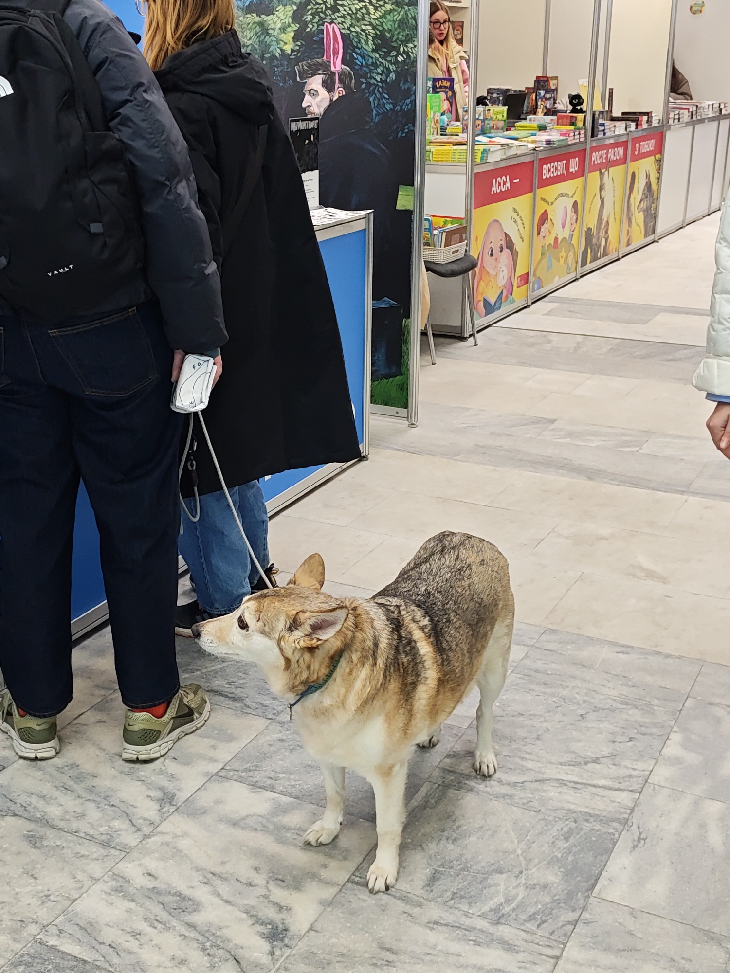 The image captures a scene indoors, possibly at a trade show or a book fair. The location may be in Kyiv, Ukraine, considering the Cyrillic text on the exhibit panels. The floor is covered in large, grey marble tiles.
A dog is the primary subject, standing on the floor with its head tilted upwards. It has a light brown and white coat with some darker stripes on its back. It wears a blue collar. The dog is on a leash held by someone out of frame on the left.
Two people are partially visible on the left side of the frame. One wears dark blue jeans, green and white sneakers, and a black backpack. The second person is wearing blue jeans and a long black coat. A white object is held in the first person's hand, connected to the dog's leash.
Exhibition booths line the background, featuring colorful panels with text and illustrations. The text appears to be in Ukrainian or Russian, based on the Cyrillic alphabet. A woman with blonde hair and glasses stands behind one of the booths, partially visible in the distance.