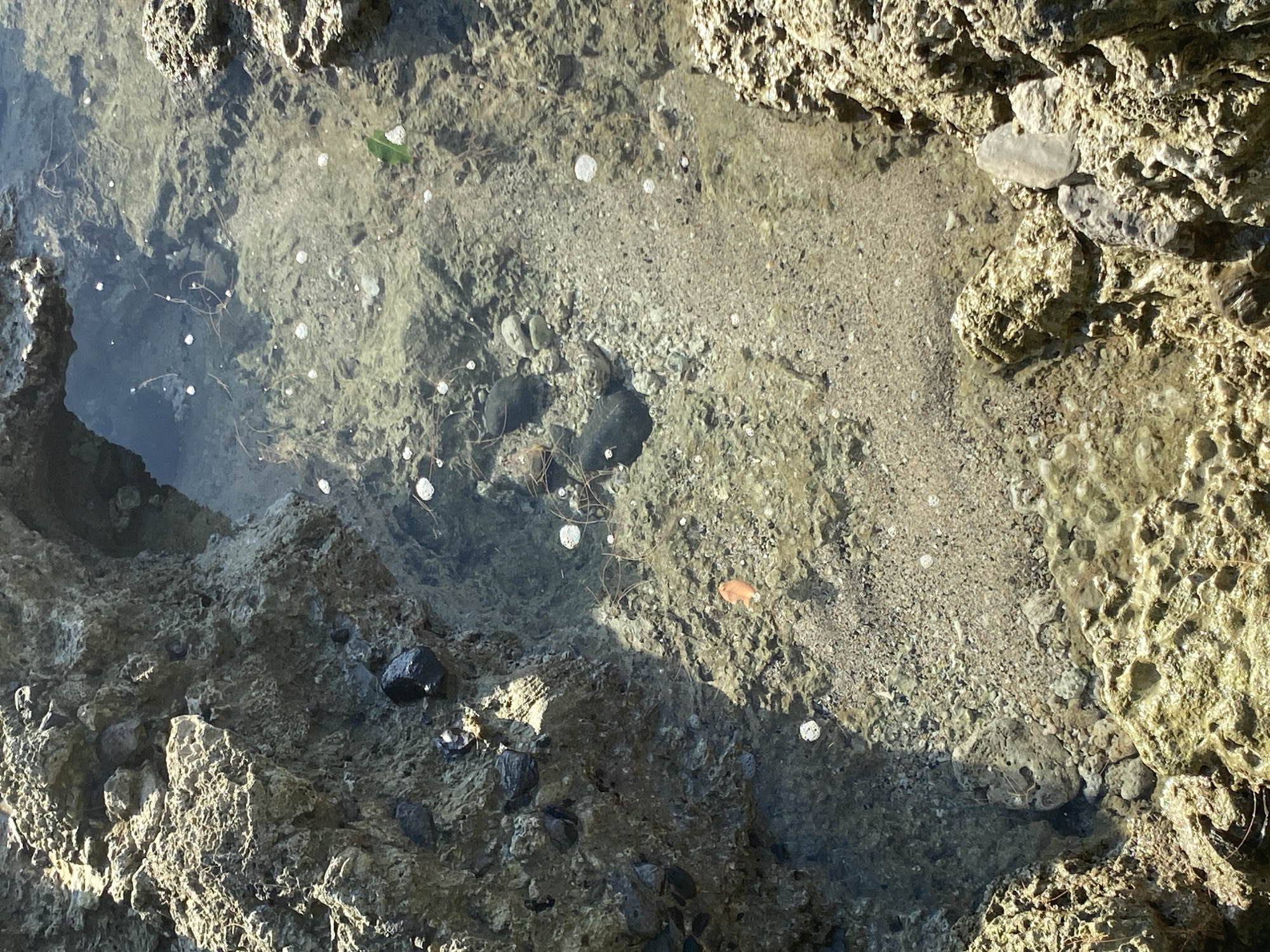 A tide pool is depicted in the image, situated amidst rocky terrain. The tide pool is filled with clear water, revealing a sandy bottom interspersed with small stones and shells. Several strands of seaweed or algae are visible floating in the water. Small bubbles are scattered throughout the tide pool. The surrounding rocks are rough and textured, appearing to be dry in some areas and submerged in others. The light suggests it is daytime, with shadows cast on the rocks. There are no people or animals visible in the tide pool or its immediate vicinity. The location is identified as Monikeun, Indonesia, though no specific landmarks within the city are discernible from the image.