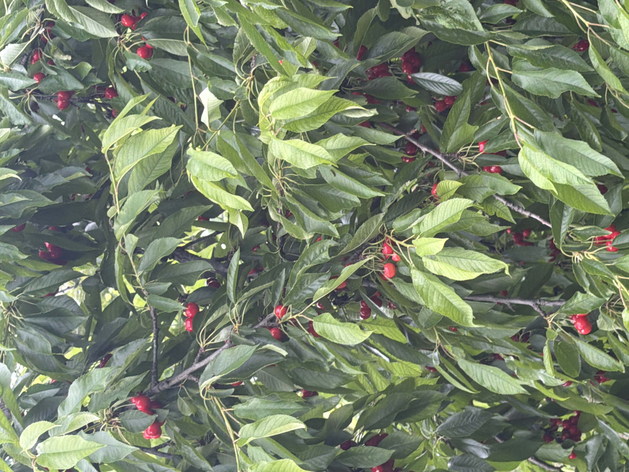 The image shows a dense canopy of a cherry tree, laden with ripe, red cherries. The cherries are attached to thin stems, clustered together on branches that are partially obscured by lush green leaves. The leaves are elongated and pointed, typical of a cherry tree, and vary in shade of green, with some appearing lighter and others darker, suggesting varying light exposure. The branches themselves are brown and textured, intertwining throughout the frame. The scene is natural and depicts a fruitful tree. The image was taken in Orehovitsa, Bulgaria.