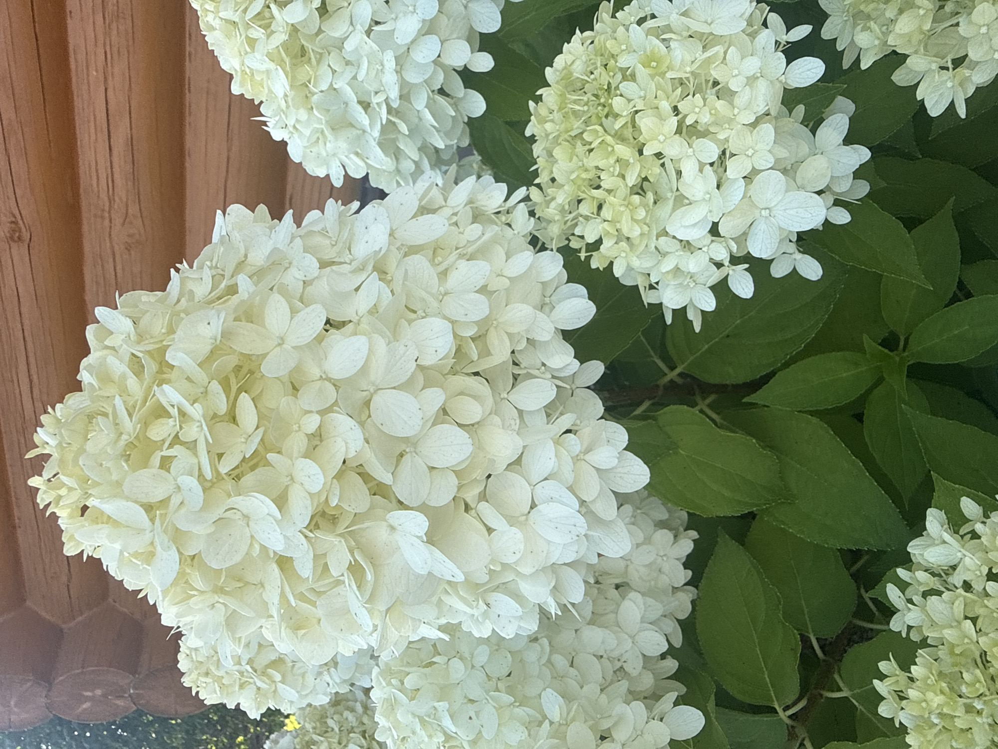 The image shows a close-up of a cluster of white hydrangeas with large, conical flower heads. The hydrangeas are in bloom, with many individual florets forming the overall shape. The petals are delicate and appear to be a creamy white color, with some subtle speckling or discoloration on a few. Lush green leaves are visible beneath the flowers, providing a natural contrast to the pale blooms. In the background, a wooden structure made of logs can be seen, suggesting an outdoor setting, possibly a house or a decorative element in a garden. The overall impression is one of natural beauty and abundant floral growth. The location is identified as Nagaevo, Russia.