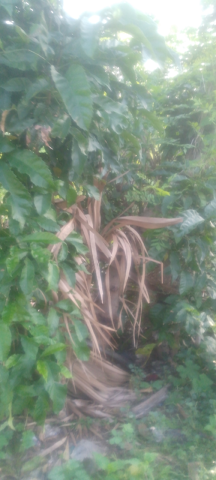 This media file captures a close-up view of dense foliage in Jalingo, Nigeria. The primary subjects are the plants themselves, characterized by vibrant green leaves and some dried, brown fronds that appear to be from a palm-like plant. The leaves are lush and varied in size and shape, suggesting a rich natural environment.
The scene is set outdoors, likely in a garden, park, or natural area with significant plant growth. The lighting suggests it is daytime, with bright sunlight filtering through the leaves from above, creating a slightly overexposed, ethereal effect in some parts of the image. The overall impression is one of a verdant and somewhat wild natural setting.
Notable details include the contrast between the healthy green leaves and the dried, straw-colored fronds. The fronds are clustered together and hang downwards, adding a textural element to the scene. The ground is not clearly visible but appears to be covered with more vegetation and possibly some debris, indicated by lighter patches and indistinct shapes at the bottom.
There are no people or discernible objects other than the plants. No specific activity or event is taking place; the image appears to be a still life of the natural surroundings. There is no visible text in the media file. The location context of Jalingo, Nigeria, implies a warm, possibly tropical or subtropical climate conducive to such abundant plant growth. The image evokes a sense of natural beauty and tranquility, typical of a lush outdoor environment.