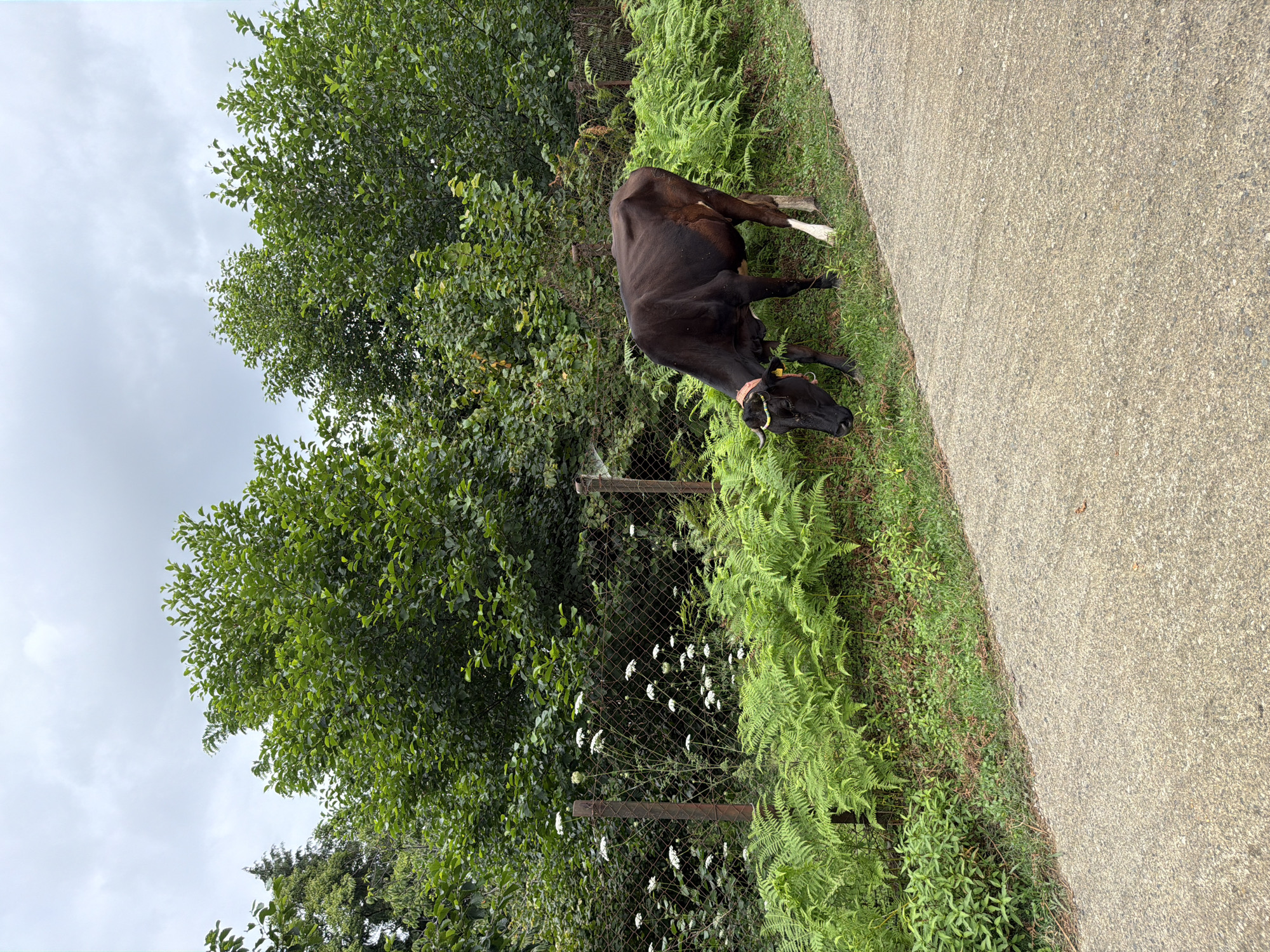 A single, dark brown cow with white markings on its rear legs is grazing on green grass and ferns near a chain-link fence. The cow is wearing a pink collar with a yellow tag. Behind the fence, lush green trees and white wildflowers are visible against a cloudy sky. A paved pathway runs diagonally across the foreground, leading away from the viewer. The scene appears to be in a rural or semi-rural setting, possibly in Kveda Sameba, Georgia.