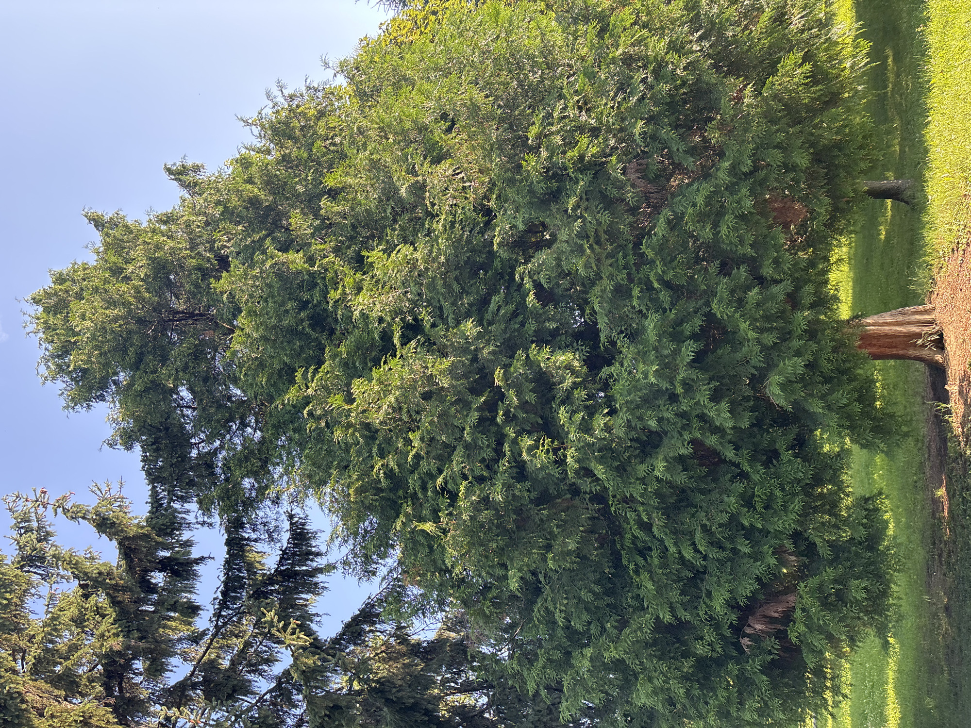 An outdoor full shot captures two evergreen trees in an unknown city on an unknown date. The tree on the left is a large cedar with dark green foliage and a thick trunk. The tree on the right is also a cedar, though smaller, with lighter green foliage. The ground beneath the trees is covered in green grass, with some brown mulch visible at the base of the left tree. The sky is a clear, pale blue.
