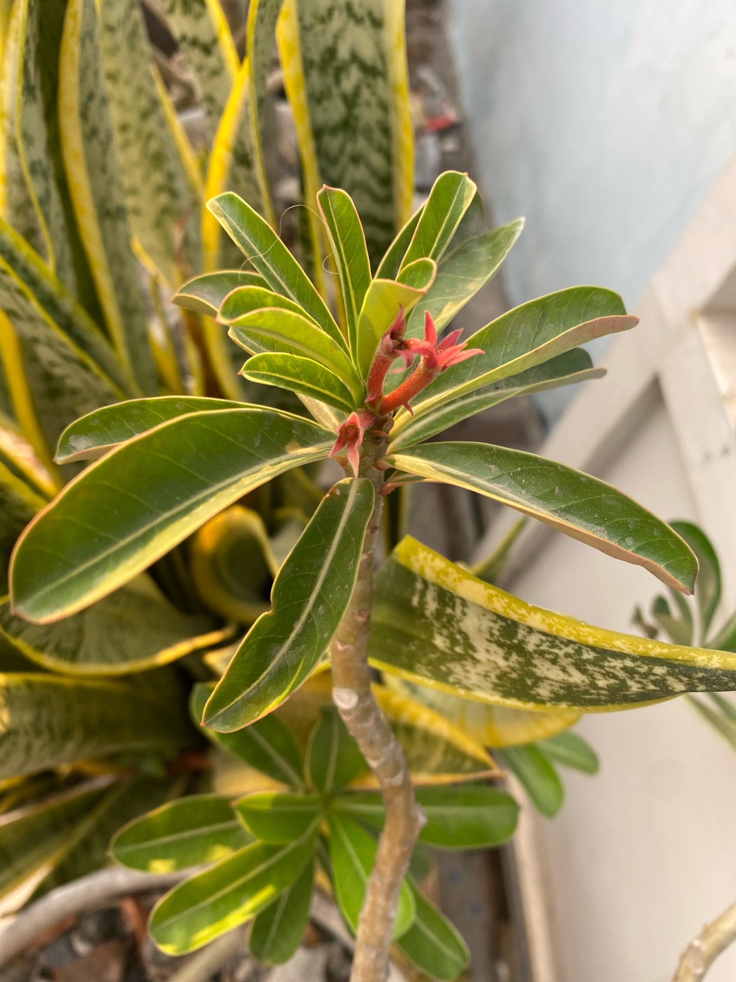 A close-up, slightly high-angle shot focuses on a desert rose plant, likely in Kedung Sukodani, Indonesia. The plant features vibrant green, elongated leaves with lighter green veins and a reddish-pink border. Small, bright pink buds are visible at the top of the plant's stem. The stem itself is a light brown and textured. In the background, a snake plant with variegated green and yellow leaves is visible, out of focus. The setting appears to be outdoors, with a light-colored wall or structure in the upper right corner. The lighting suggests it is daytime, with sunlight casting shadows.