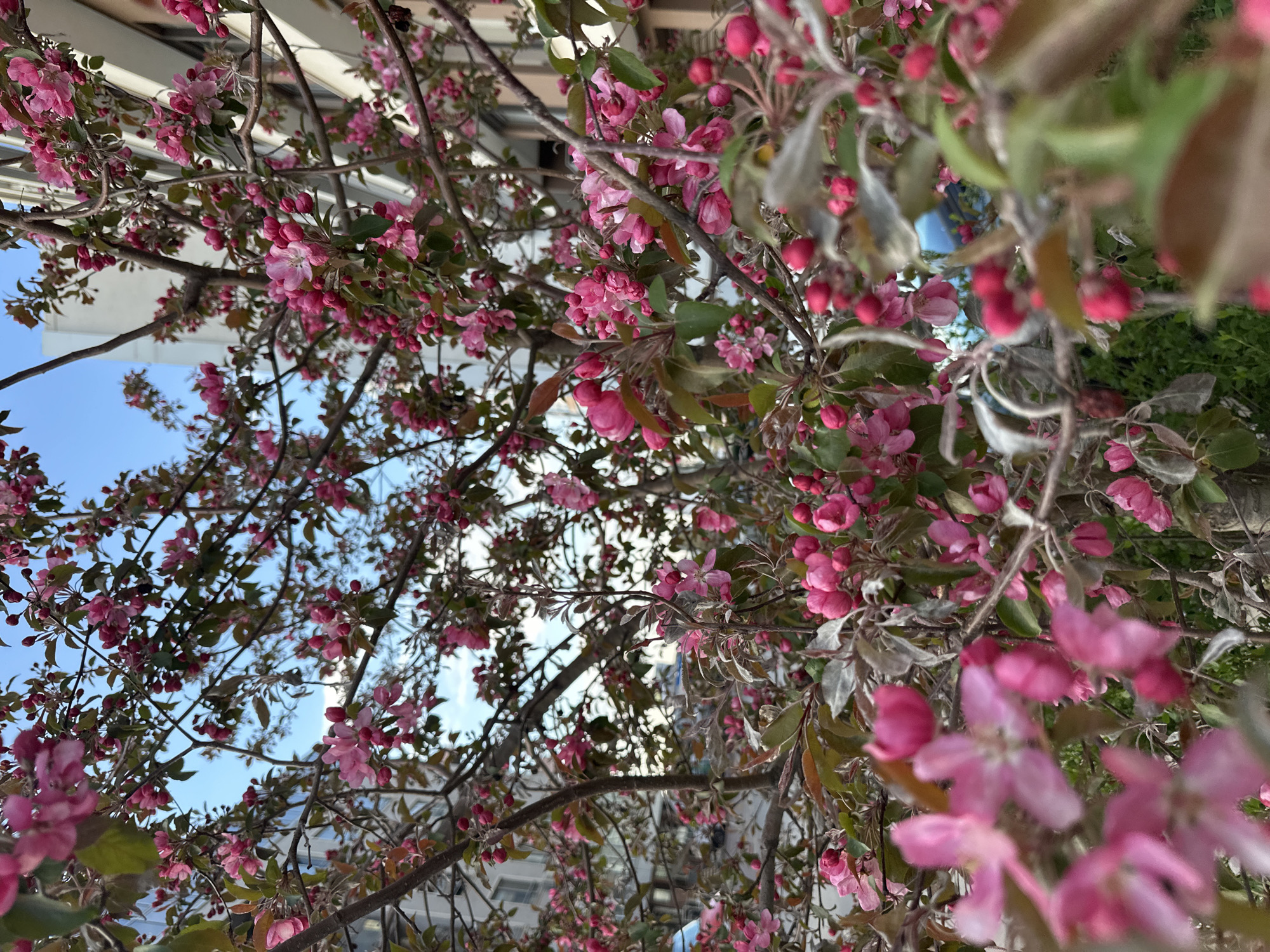 The image presents a vibrant, low-angle view looking upwards through the branches of a flowering tree, likely a cherry blossom or crabapple, situated in Sofia, Bulgaria. The dominant subjects are the tree's numerous bright pink flowers and buds, which are in full bloom. The flowers vary in shades of pink, from delicate light pink petals to more intense, deep pink buds that dot the branches.
The branches, appearing dark and intricate, interlace across the frame. Small green and reddish-brown leaves are visible among the blossoms, some appearing fuzzy or slightly dusty. In the background, patches of clear blue sky are visible, indicating a bright daytime setting. Architectural elements, including parts of light-colored buildings with windows and structural outlines, are discernible through the foliage, suggesting an urban or suburban environment. Distant green vegetation can also be seen, hinting at other trees or landscaping.
The photograph captures a moment of natural beauty, highlighting the arrival of spring with its rich floral display. No people or visible text are present in the image. The overall impression is one of freshness and renewal, typical of the spring season.