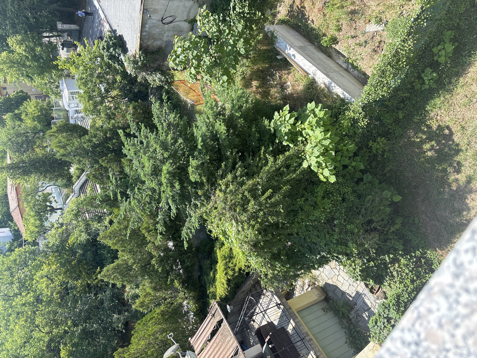 This media file presents an aerial, slightly oblique view looking down into a verdant outdoor space, likely a backyard or garden, surrounded by buildings in Blagoevgrad, Bulgaria. The original image is oriented such that the upper left corner shows the top of a paved area and structures.
The scene is dominated by a dense array of green foliage, including numerous trees, shrubs, and ground cover plants. Coniferous trees with dark green needles are prominent, alongside various deciduous trees and bushes with lighter green leaves. Strong sunlight indicates a bright day, casting distinct shadows from the trees and structures onto the ground.
Several man-made elements are visible. On a paved concrete area towards the upper left, a person wearing a light blue shirt and dark pants stands, facing towards the right side of the frame. Nearby, a white outdoor structure, possibly a gazebo or shed, is partially obscured by trees. Further into the garden, a long, light-colored concrete or wooden plank lies on the ground, and a section of an orange net or fence is also visible among the greenery.
Towards the bottom and right of the frame, parts of different buildings are seen. One features a reddish-brown tiled roof, while another area reveals a patio or terrace paved with grey cobblestones, equipped with dark outdoor furniture (chairs and a table) and a metal railing. A satellite dish is mounted on a lower roof or platform. A green garage door or similar structure is also present. A coiled black cable rests on a concrete surface.
The overall impression is one of a lush, somewhat overgrown garden space nestled within an urban or semi-urban residential area. No visible text is discernible in the image.