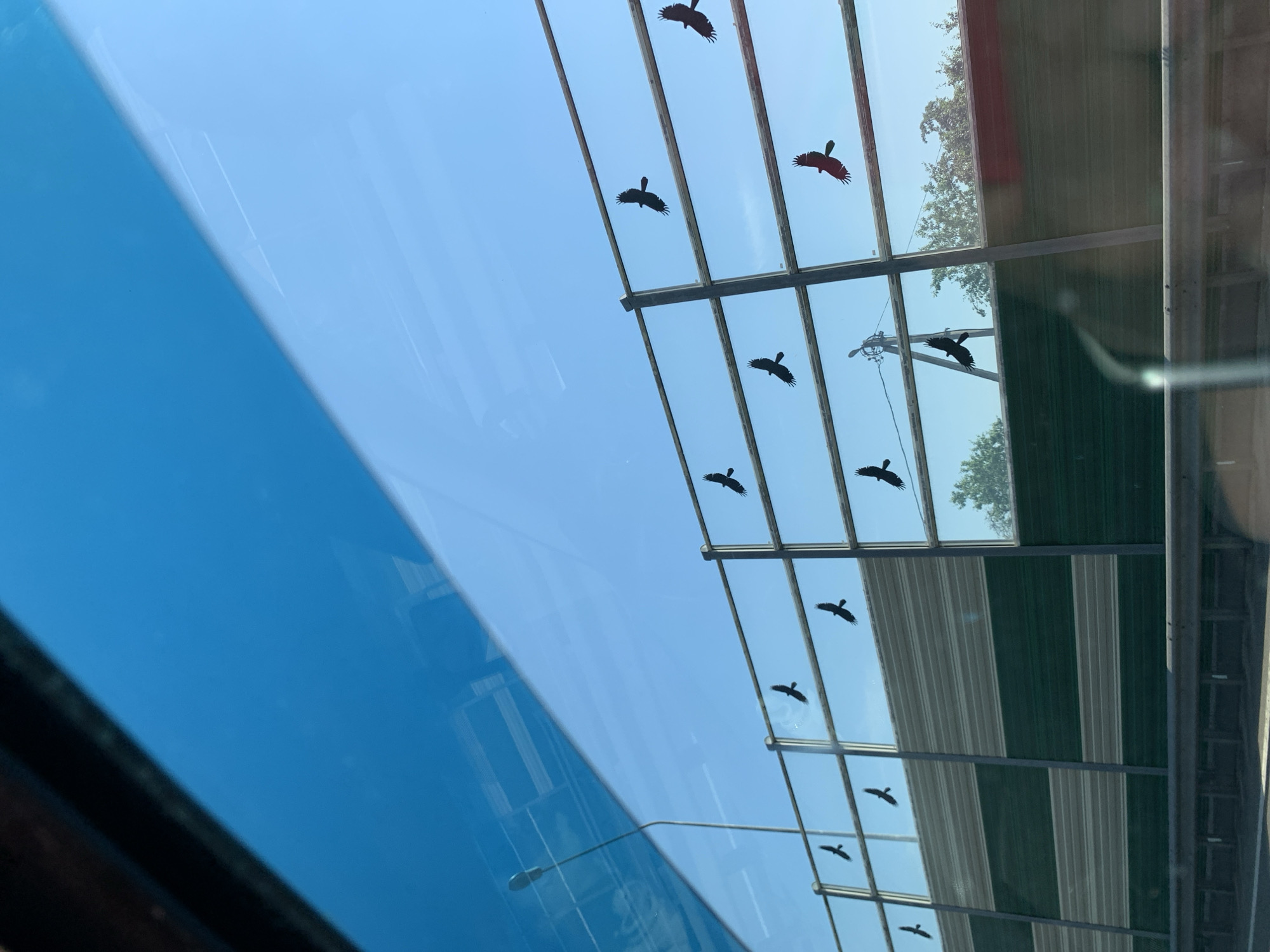 The image shows a road barrier with several black bird silhouettes on it. The barrier is made of transparent panels with horizontal metal frames. The sky is blue and clear. There is a street lamp on the left side of the image. The scene appears to be located on a road in the Гацукоўскі сельскі Савет, Belarus, based on the provided context. The bird silhouettes are likely a safety measure to prevent birds from colliding with the transparent barrier.
