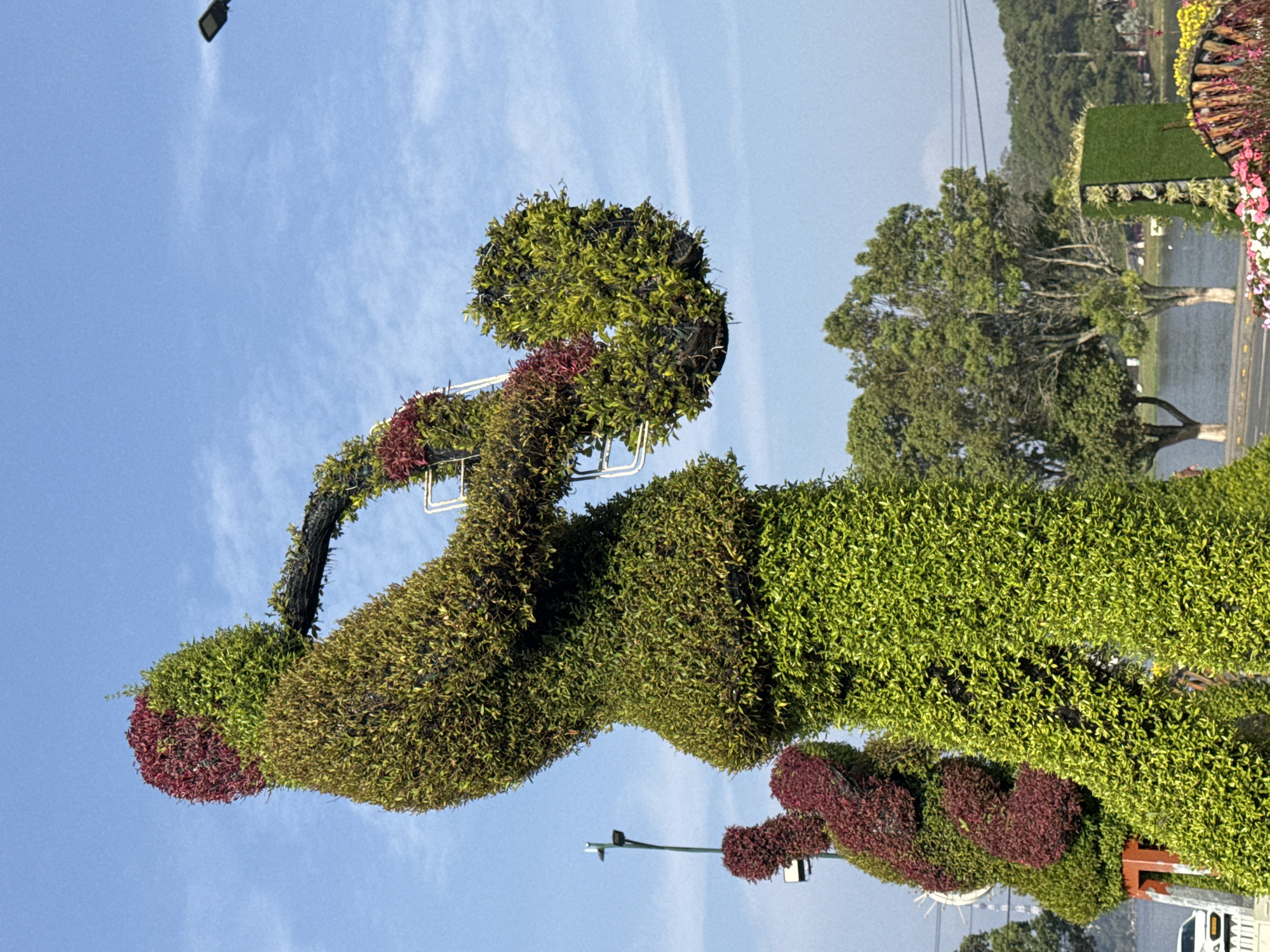 This image captures a vibrant and meticulously crafted topiary sculpture set against a clear blue sky. The main subject is a large, green topiary, artistically shaped, with accents of reddish-purple foliage used to define certain features or add contrast. The sculpture appears to depict a stylized figure or animal holding a round, plant-covered object. A metallic framework supporting the dense foliage is visible in several places.
In the background, a calm body of water, likely a lake, stretches across the mid-ground. Beyond the lake, a lush landscape unfolds, featuring numerous green trees and distant, hazy hills, characteristic of a natural, perhaps mountainous, environment. A road or pathway runs along the edge of the lake, with additional smaller landscaped elements and topiaries visible in the distance.
The setting appears to be a public park or botanical garden, consistent with the renowned gardens of Da Lat, Vietnam, known for its creative landscaping. The bright illumination and the absence of strong shadows indicate a clear, sunny day. A dark, modern street light is visible in the upper left corner of the sky. The overall scene conveys a sense of tranquility and artistic beauty. There is no visible text in the image.
