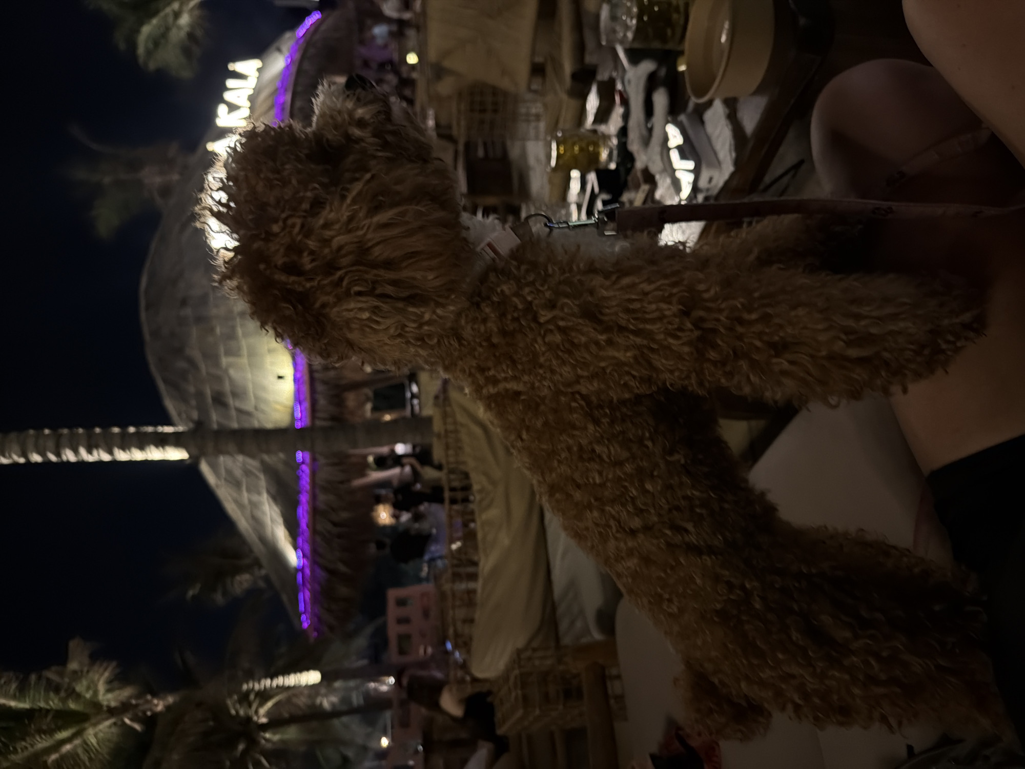 This nighttime image depicts a dog and its owner at an outdoor bar or restaurant in a tropical setting, likely in Đà Nẵng, Vietnam, given the context. The photograph is rotated 90 degrees clockwise, making the scene appear vertical.
In the center, a medium-sized dog, possibly a poodle or a similar curly-haired breed with brown fur, is the primary subject, seen from its left side. It wears a harness with a leash extending towards the right. The dog appears calm, observing the background activity.
The background reveals a lively outdoor establishment, possibly a beach club or resort, illuminated by artificial lights. Several palm trees are visible against the dark night sky. Structures with thatched roofs and natural materials suggest a rustic, tropical design. A bright neon sign on one of these structures clearly displays the word "KALA," partially obscured by the dog's head. Purple string lights or neon accents adorn the buildings, adding to the vibrant atmosphere.
Vague figures of people are visible in the deeper background, seated at tables, suggesting social activity like dining or lounging. Various objects such as drinks, bottles, and bowls are discernible on the tables. The lower right foreground shows a partial view of a person's leg and foot, presumably the dog's owner. The overall mood is relaxed and leisurely, characteristic of an evening spent in a tropical holiday destination.