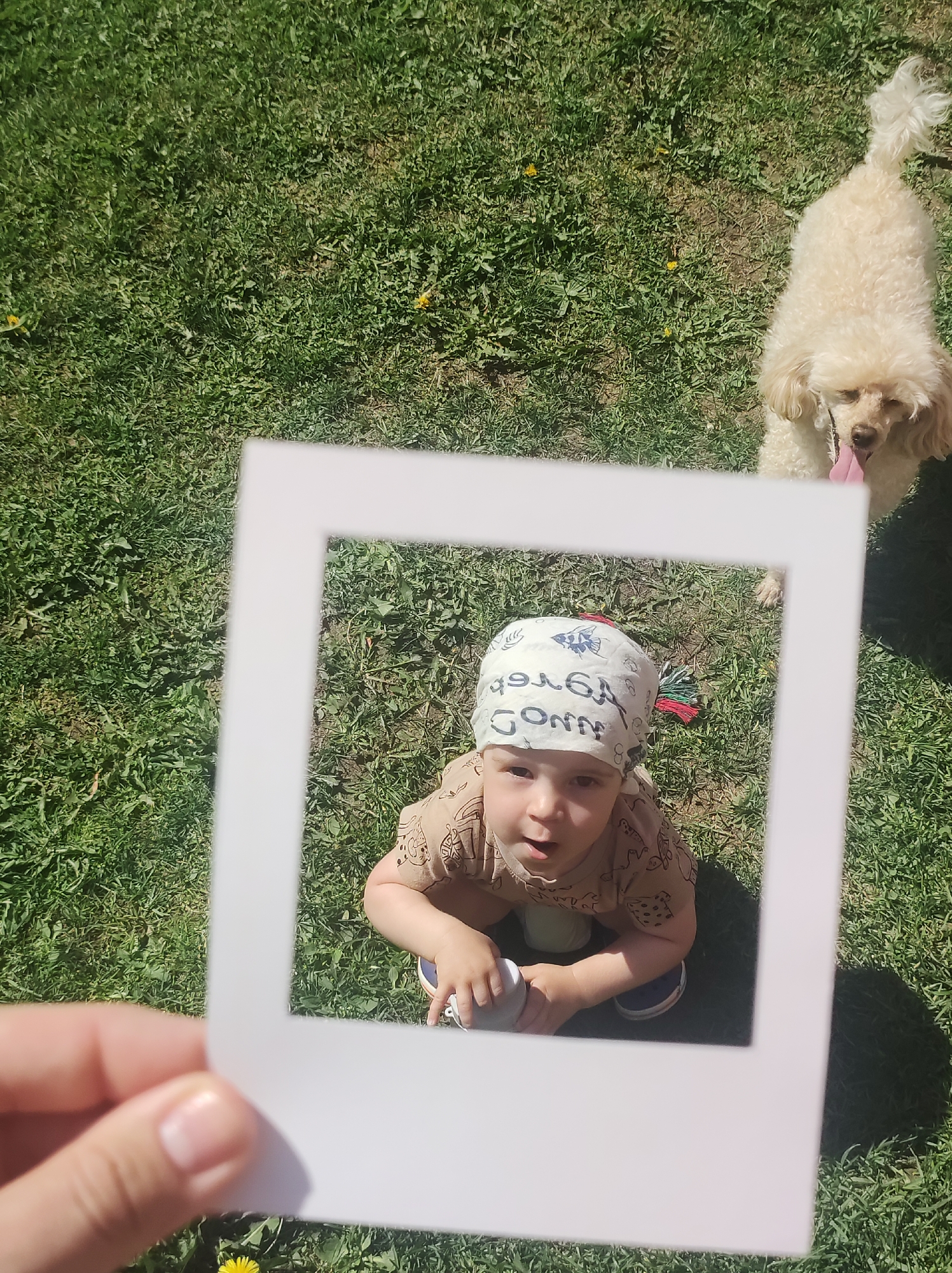 An eye-level, full outdoor shot presents a scene in a grassy area, possibly a park, with a young child and a dog as prominent subjects. The grass appears to be a mix of green and some dry patches. A hand holds up a white, square frame in the lower left corner, creating a picture-in-picture effect that focuses the viewer's attention on the child. The child, wearing a light-colored bandana and a brown shirt with designs, looks directly up at the camera with a slightly open mouth. The child is holding a small, round object. Behind the frame, slightly out of focus, stands a tan-colored poodle with its tongue hanging out. The dog appears to be looking towards the camera as well. The lighting suggests a sunny day. The location is not visually discernable.
