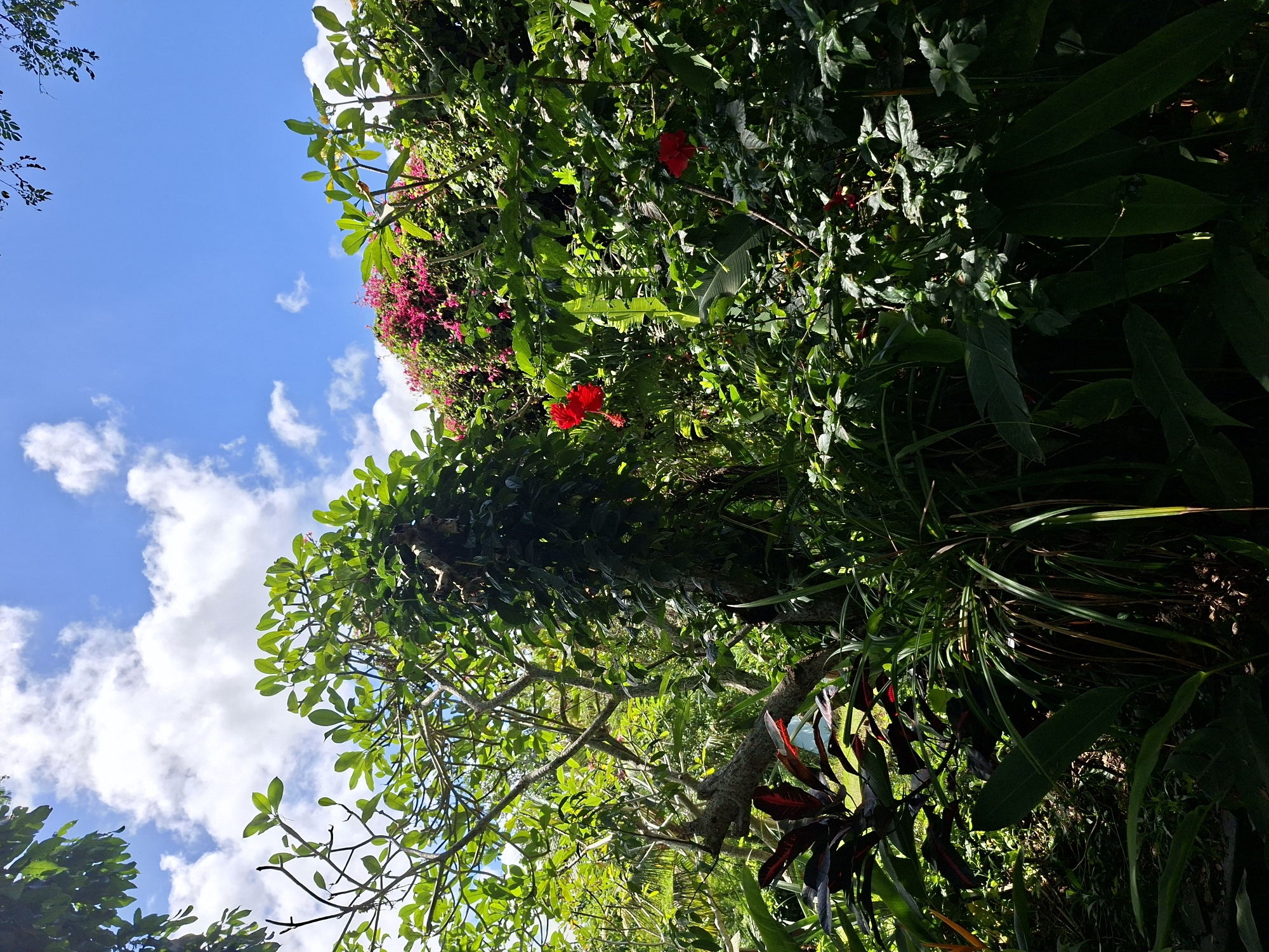 The image presents a vibrant and lush tropical landscape, captured from a low-angle perspective looking upwards towards the sky. The upper portion of the frame features a clear, bright blue sky dotted with scattered white cumulus clouds, indicating a sunny and pleasant day.
The scene is densely populated with diverse green foliage from various trees and plants. Different shades of green are visible, ranging from bright, sunlit leaves to darker, shadowed areas of vegetation. Adding bursts of color to the verdant expanse are numerous flowering plants. Clusters of bright pink or magenta flowers, resembling bougainvillea, are prominent, particularly along the left side and upper middle of the frame. Two striking red hibiscus flowers stand out against the green backdrop: one is located towards the upper-middle and another slightly lower on the left. Other smaller red or pink blossoms are also interspersed throughout the greenery.
Visible tree trunks and branches weave through the dense canopy, suggesting the presence of large trees. Towards the lower right, broad, dark green leaves and plants with distinctive red and dark green variegated foliage, possibly crotons, can be seen. The strong sunlight creates clear highlights and shadows, enhancing the texture and depth of the plant life.
There are no people, animals, or man-made objects depicted in the image. The focus is entirely on the natural beauty and abundance of the tropical environment. The vibrant and diverse flora, including hibiscus and bougainvillea-like flowers, is consistent with a tropical climate, aligning with the provided location context of Ubud District, Indonesia. The scene conveys a sense of natural beauty and tranquility.