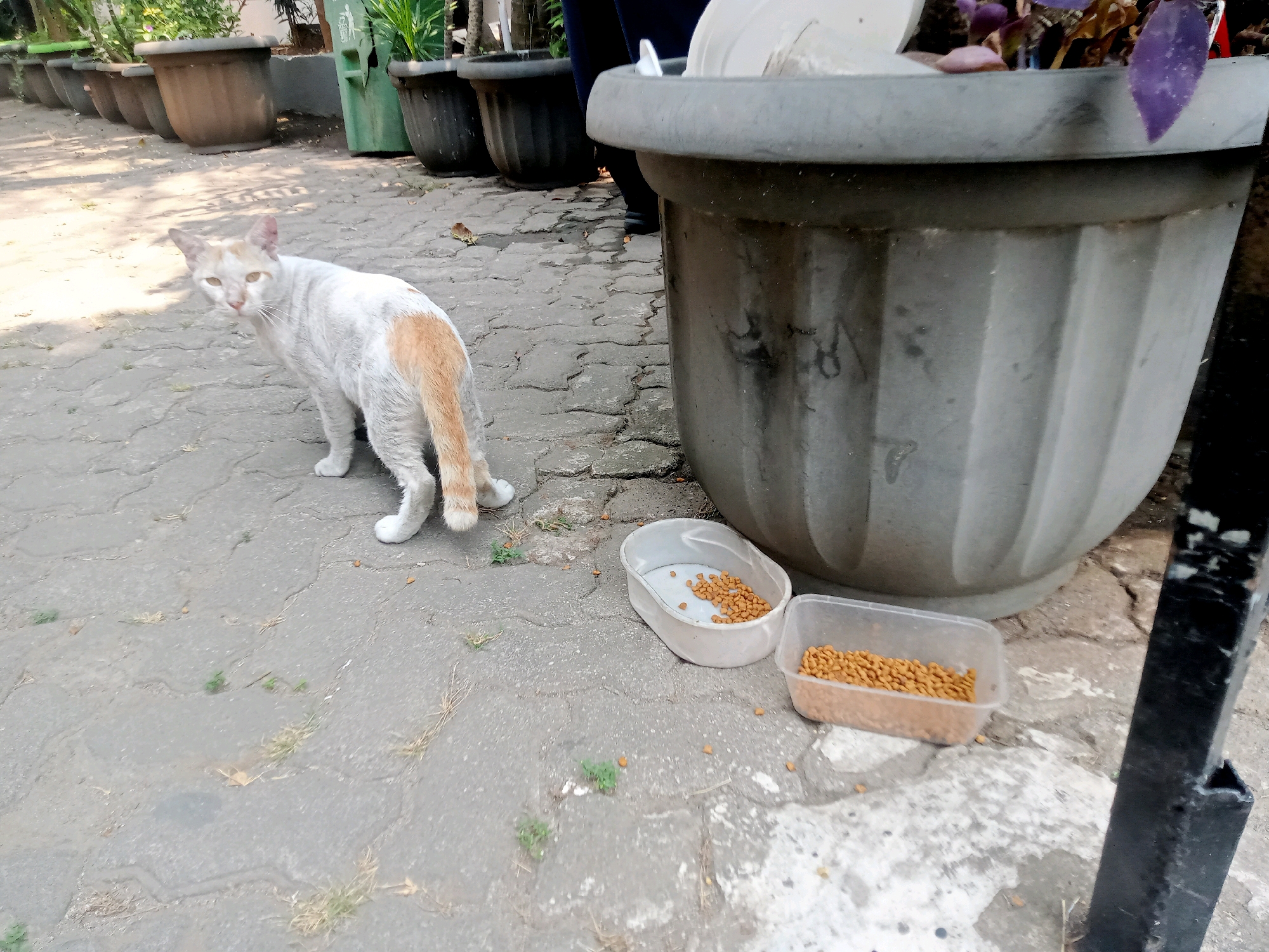 A white and orange cat with a white chest and paws is standing on a cobblestone pathway, looking back towards the camera. The cat's tail is striped with orange and white. Two white plastic containers filled with cat kibble are placed on the ground to the right of the cat. Behind the cat and to the right is a large, grey planter with a plant that has purple leaves. In the background, a row of large, dark brown planters with plants is visible, as well as a green trash bin. The scene appears to be outdoors, likely in a garden or park area within the city of Bekasi, Indonesia. The ground is cracked and uneven, with patches of grass and fallen leaves. The lighting suggests it is daytime.