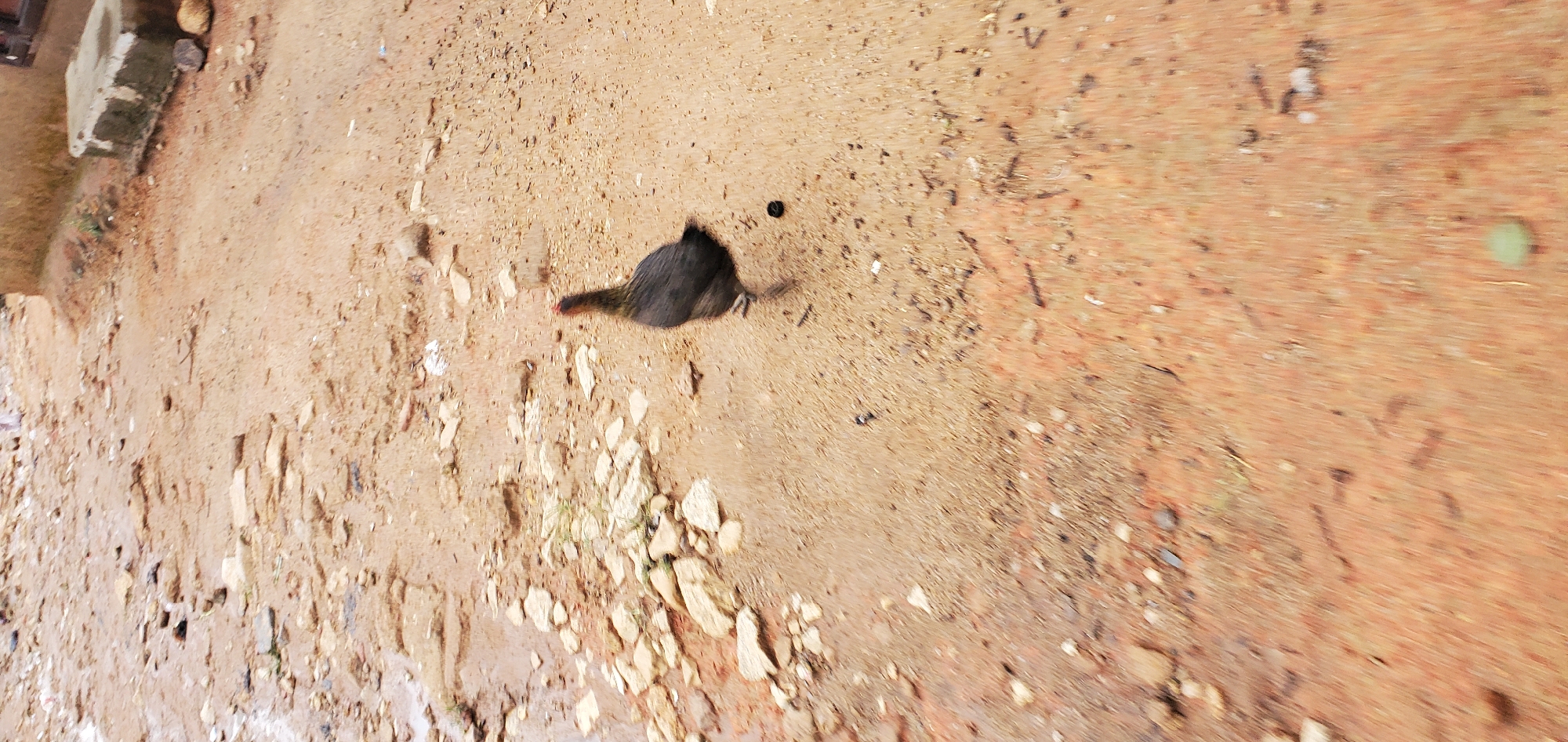 A lone hen with dark plumage and a red comb stands on a dirt path in an outdoor, unpaved area. The hen is facing right, with its head turned slightly upwards. The ground is a mix of reddish-brown soil, scattered rocks, and some small debris. There are some wet patches on the ground, suggesting recent rain. In the background, the path continues and appears to lead towards a building on the right side of the image. The image is slightly blurred, giving a sense of movement or low resolution.