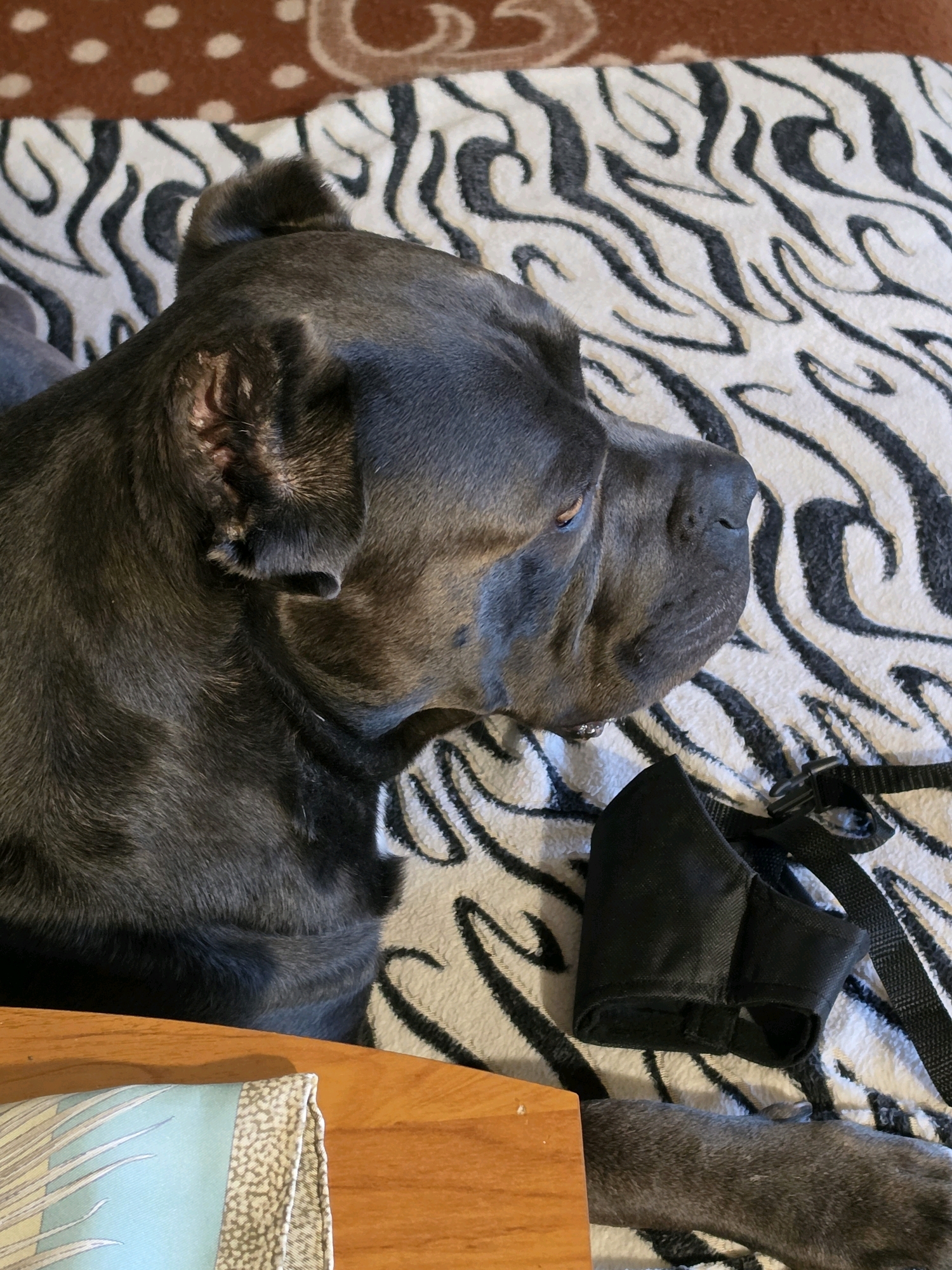 A dark grey dog lies on a bed covered with a black and white zebra-striped blanket. The dog's head is turned to the right, and its eyes are partially closed. A black dog muzzle rests on the blanket near the dog's head. A wooden table is visible in the foreground. The background consists of a brown and white patterned blanket. The scene is indoors, in an unknown location in Unknown, Unknown.