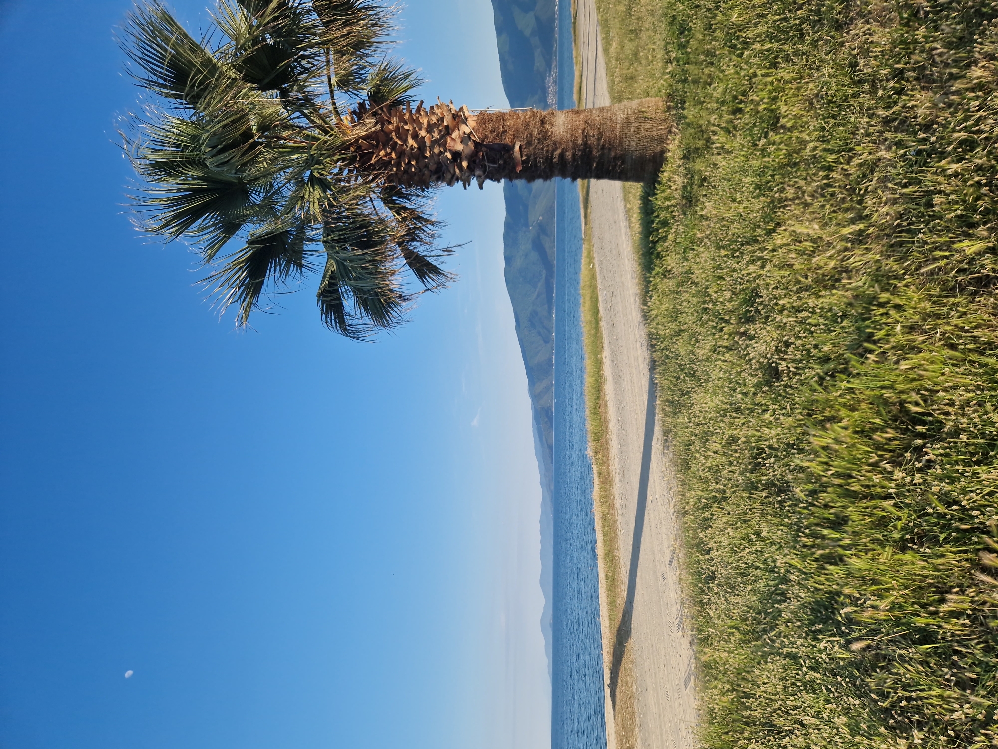 The image depicts a coastal scene in Ασπροβάλτα, Greece. A palm tree leans towards the blue sky, its fronds swaying. The trunk of the tree is brown and textured. A narrow dirt path runs along the edge of the Aegean Sea. Beyond the path, a field of tall grass stretches towards the mountains in the distance. The sky is clear, with a faint crescent moon visible in the lower left corner. The colors are vibrant, with a mix of green, blue, and brown tones.